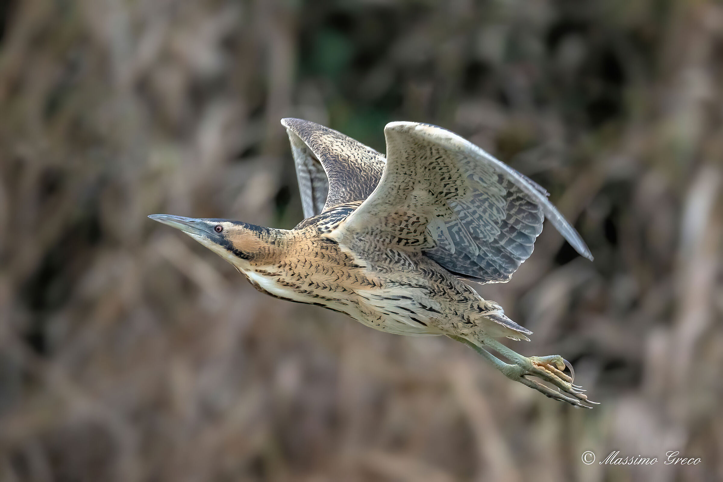Bittern (Botaurus stellaris)