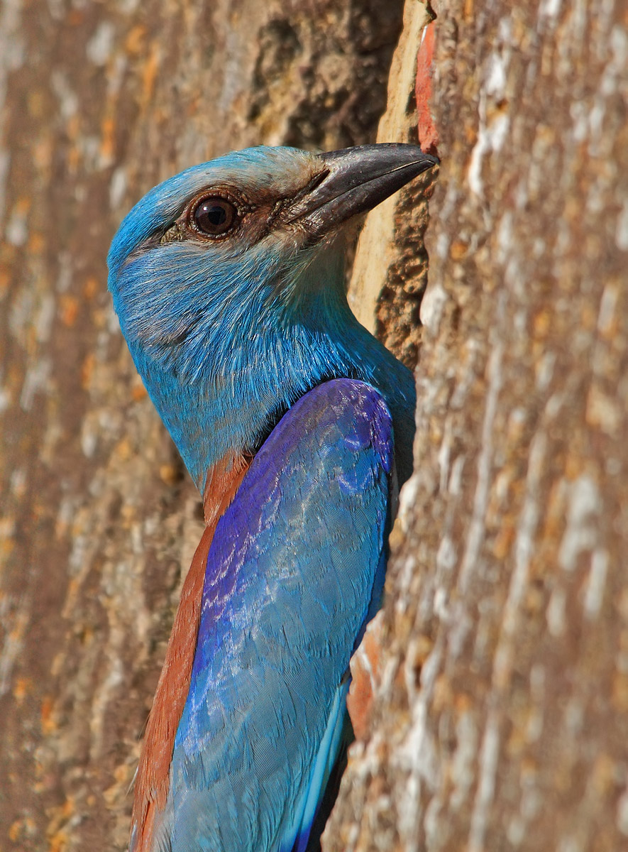 Portrait of European roller