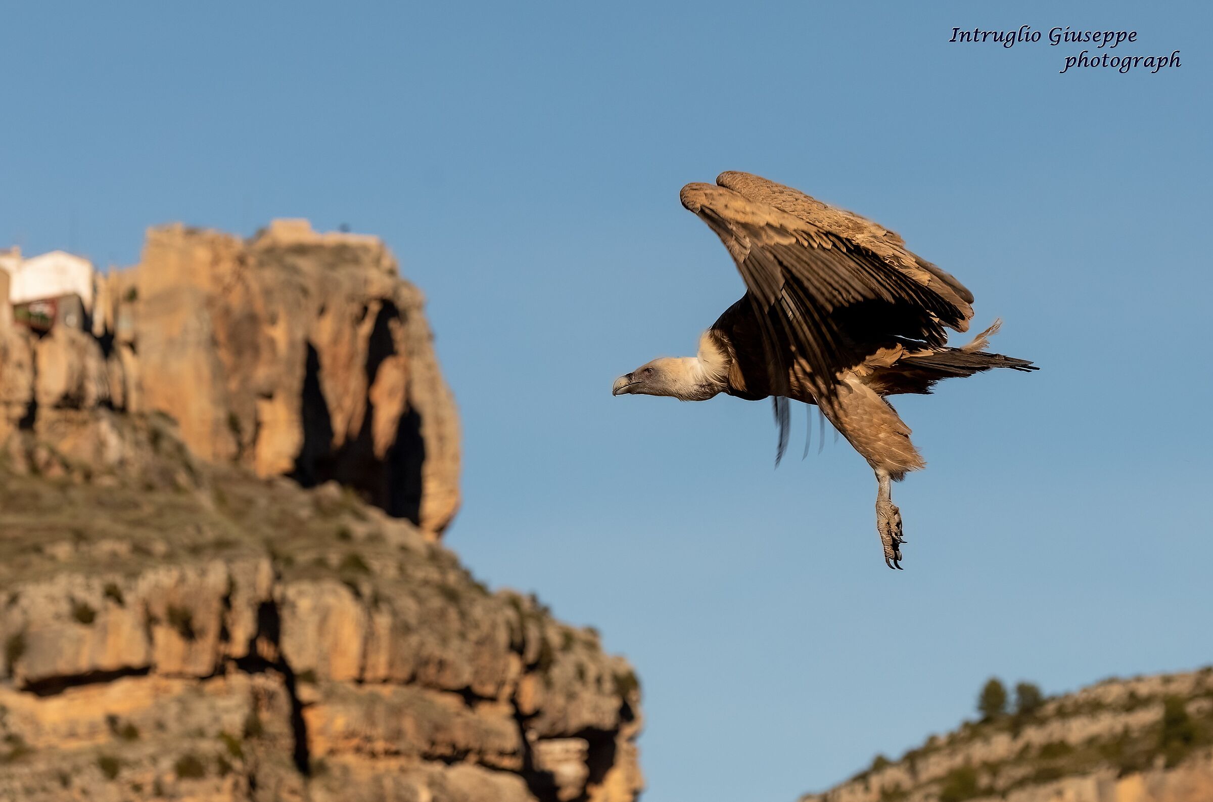 Grifone euroasiatico