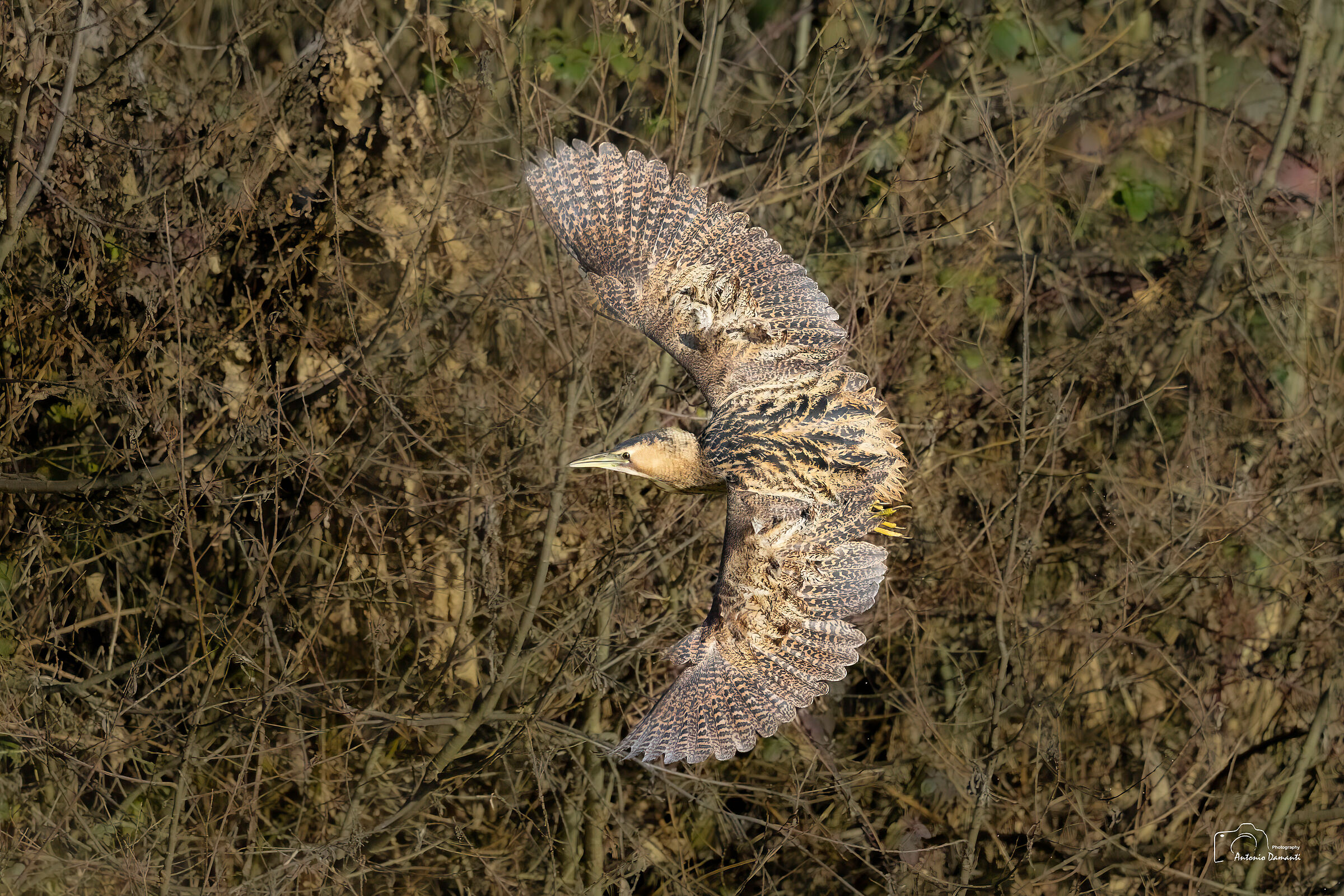 Bittern in flight with open wings