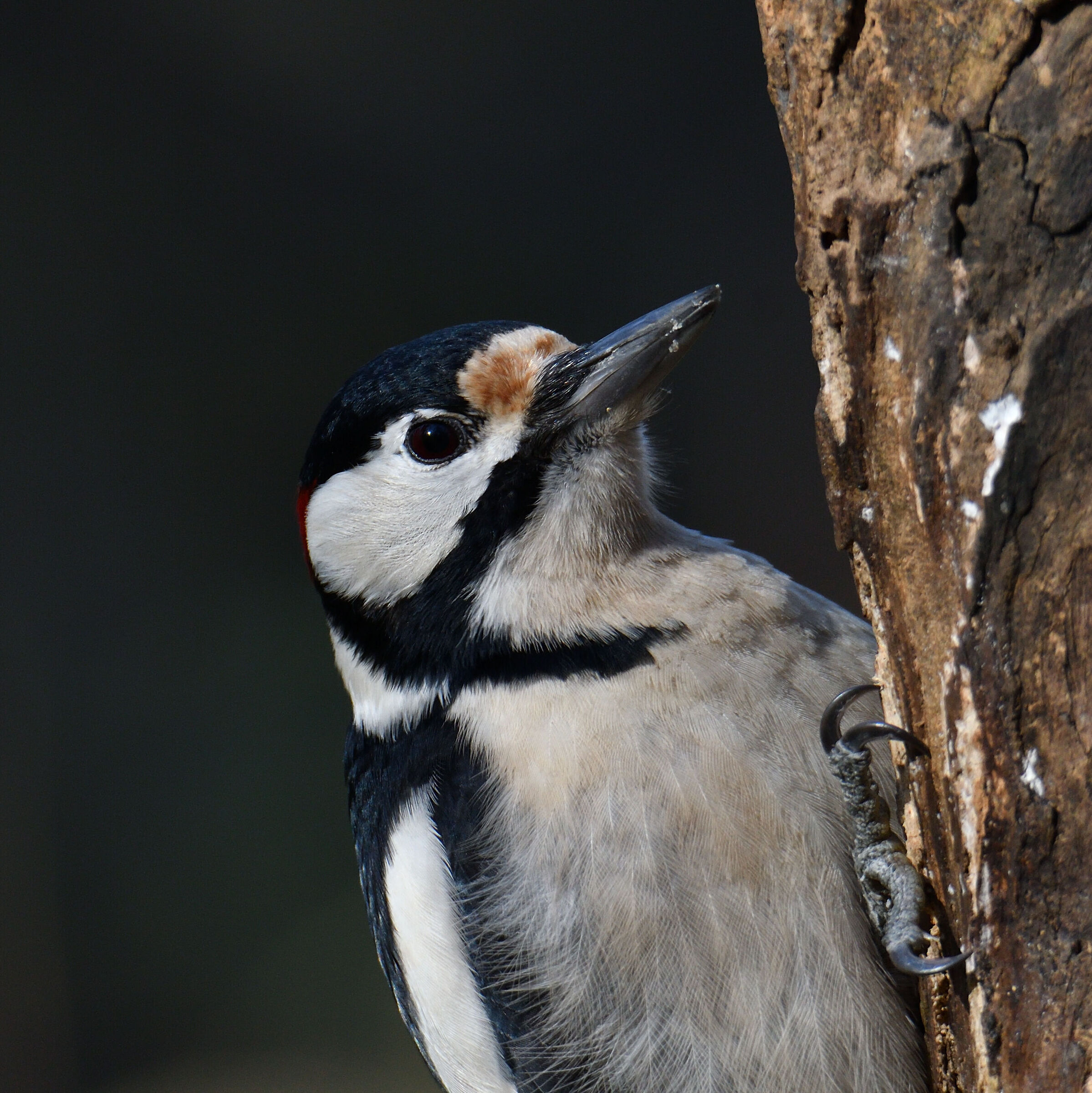 Picchio rosso maggiore