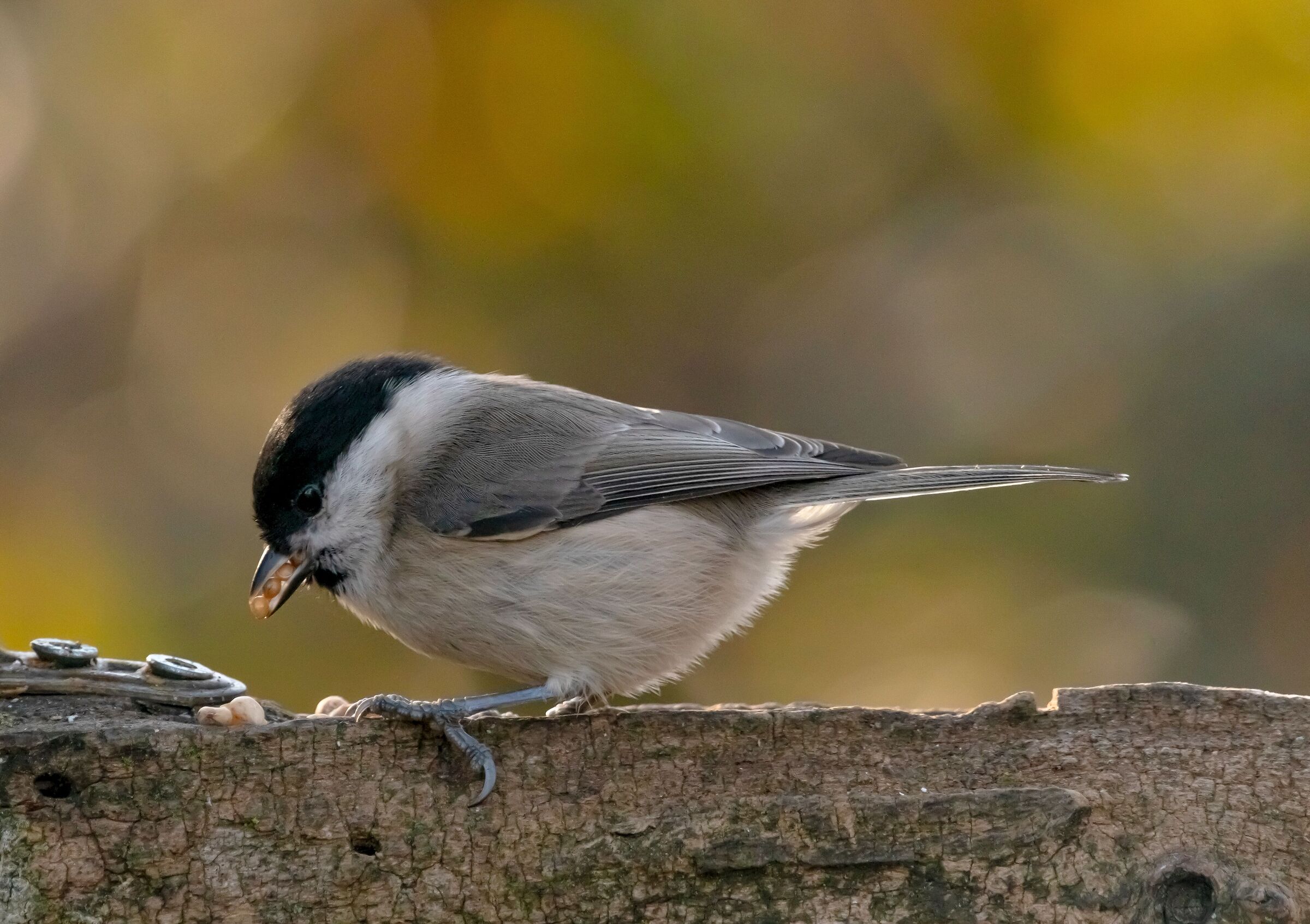 Cingia bigia on the manger Oasi Lipu 21/02/2021