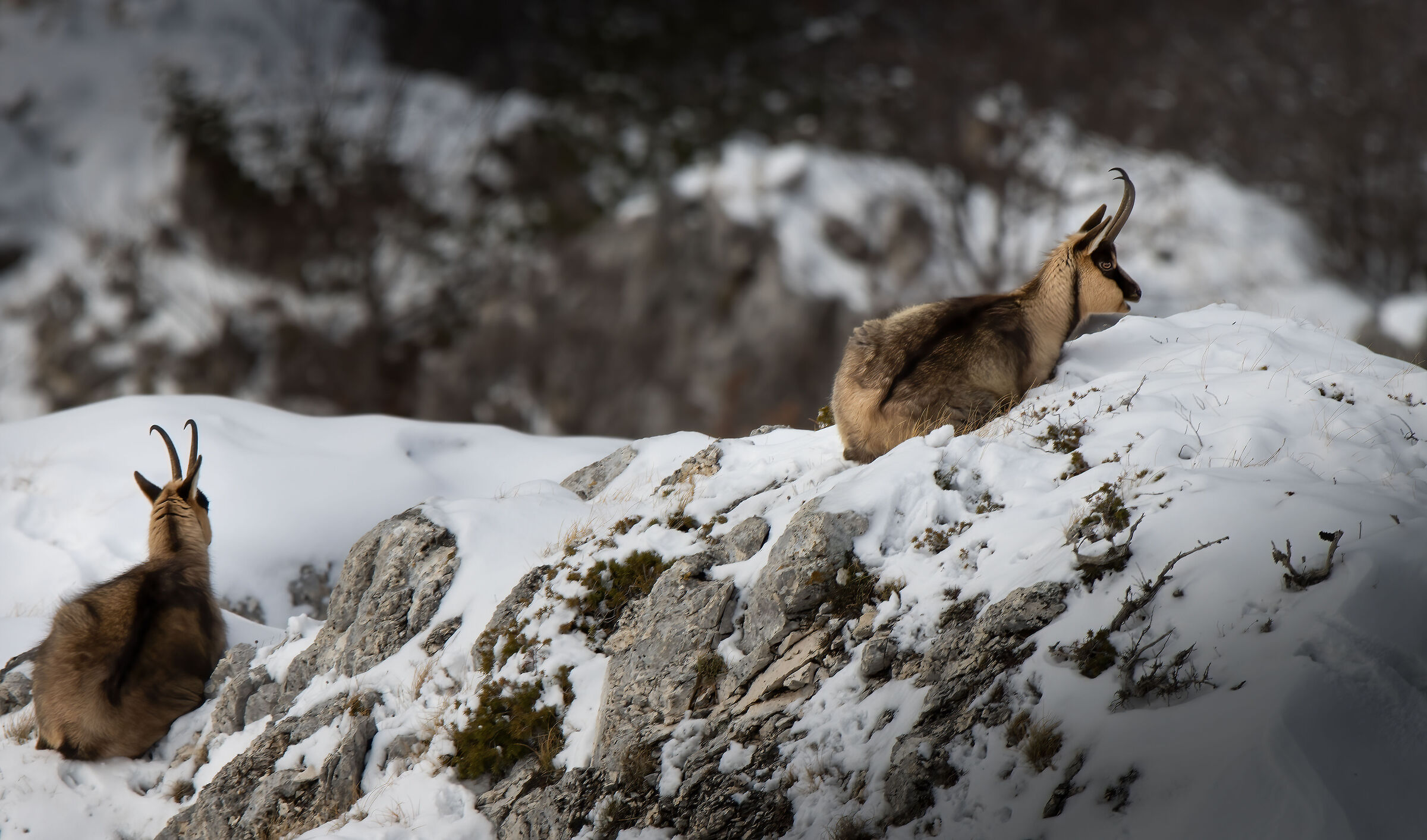 Chamois of the Sibillini