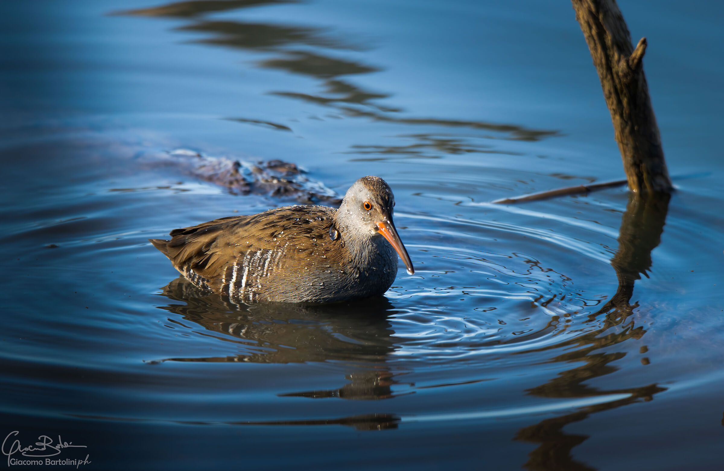 Water rail