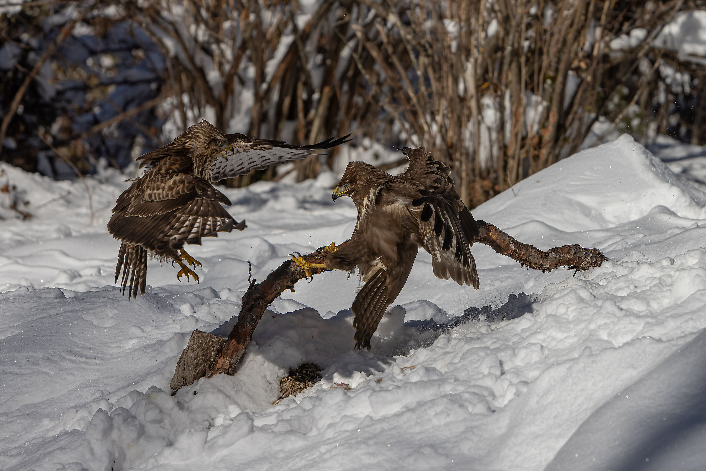 Battibecchi tra Poiane.