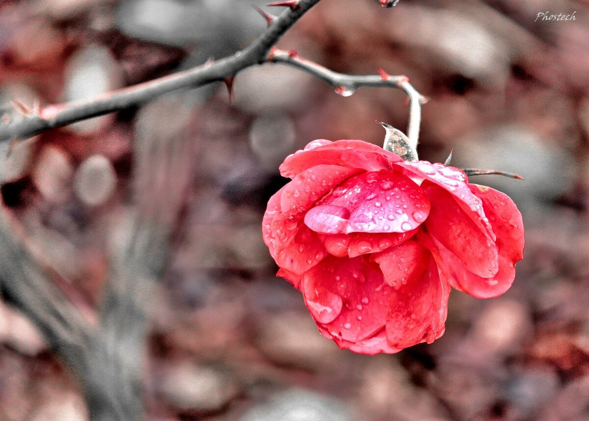 Le lacrime delle rose