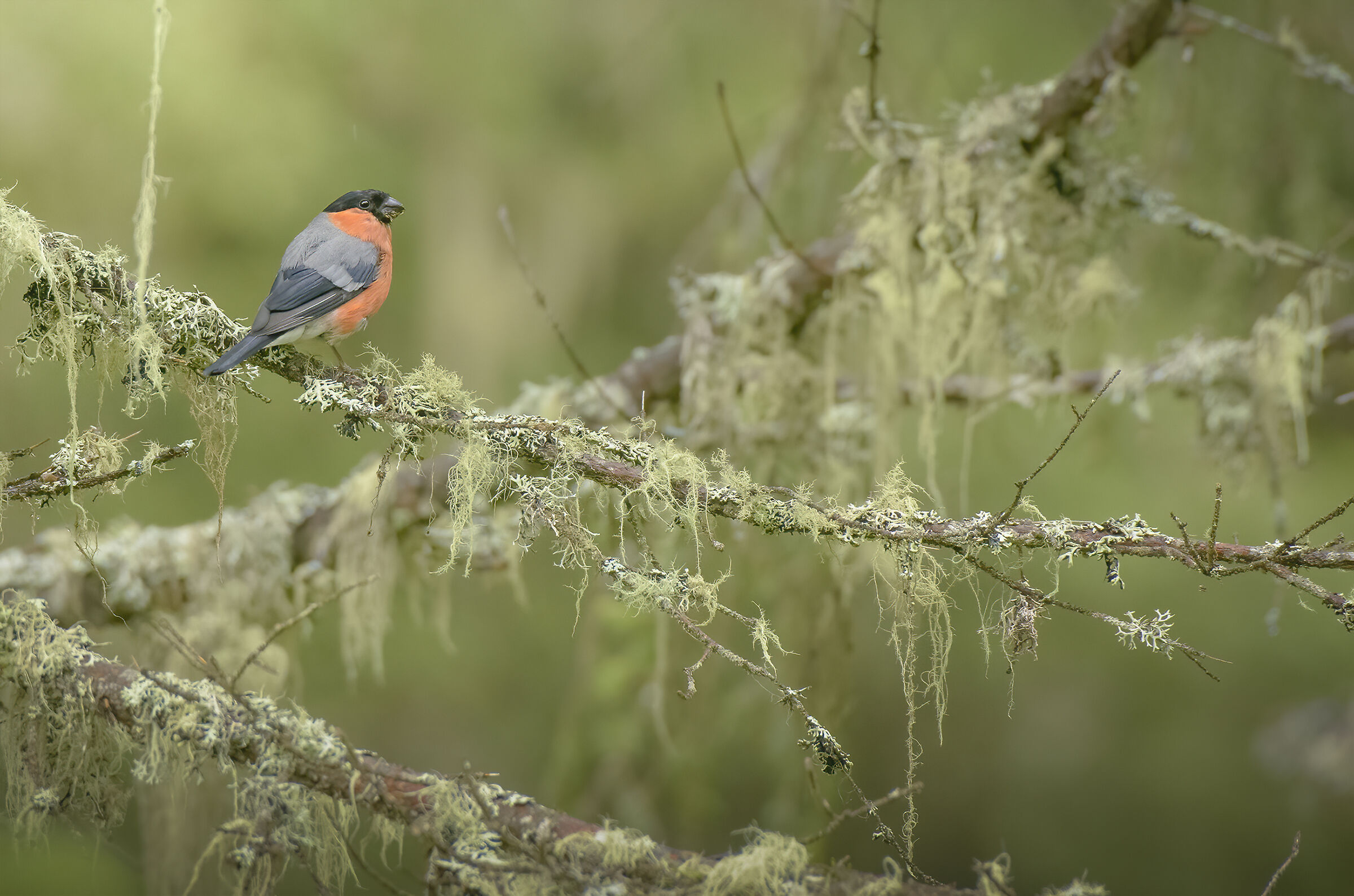 Eurasian bullfinch