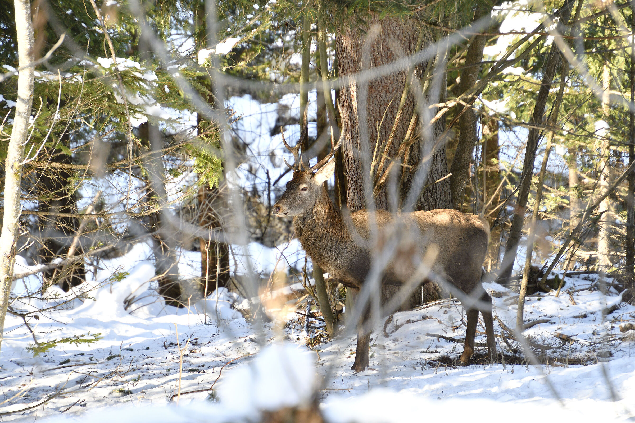 deer