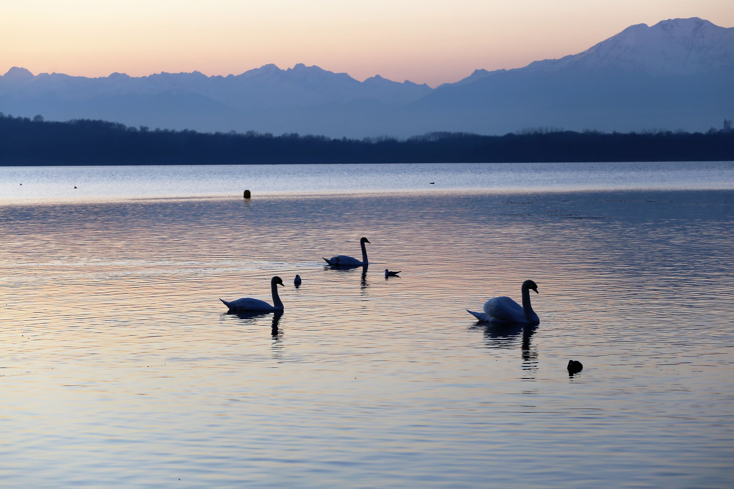 Il lago dei cigni!