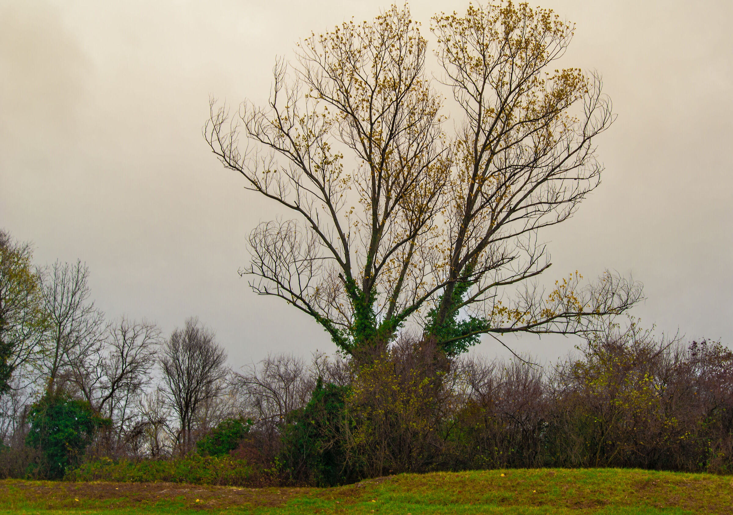 e l'edera mi riscalda