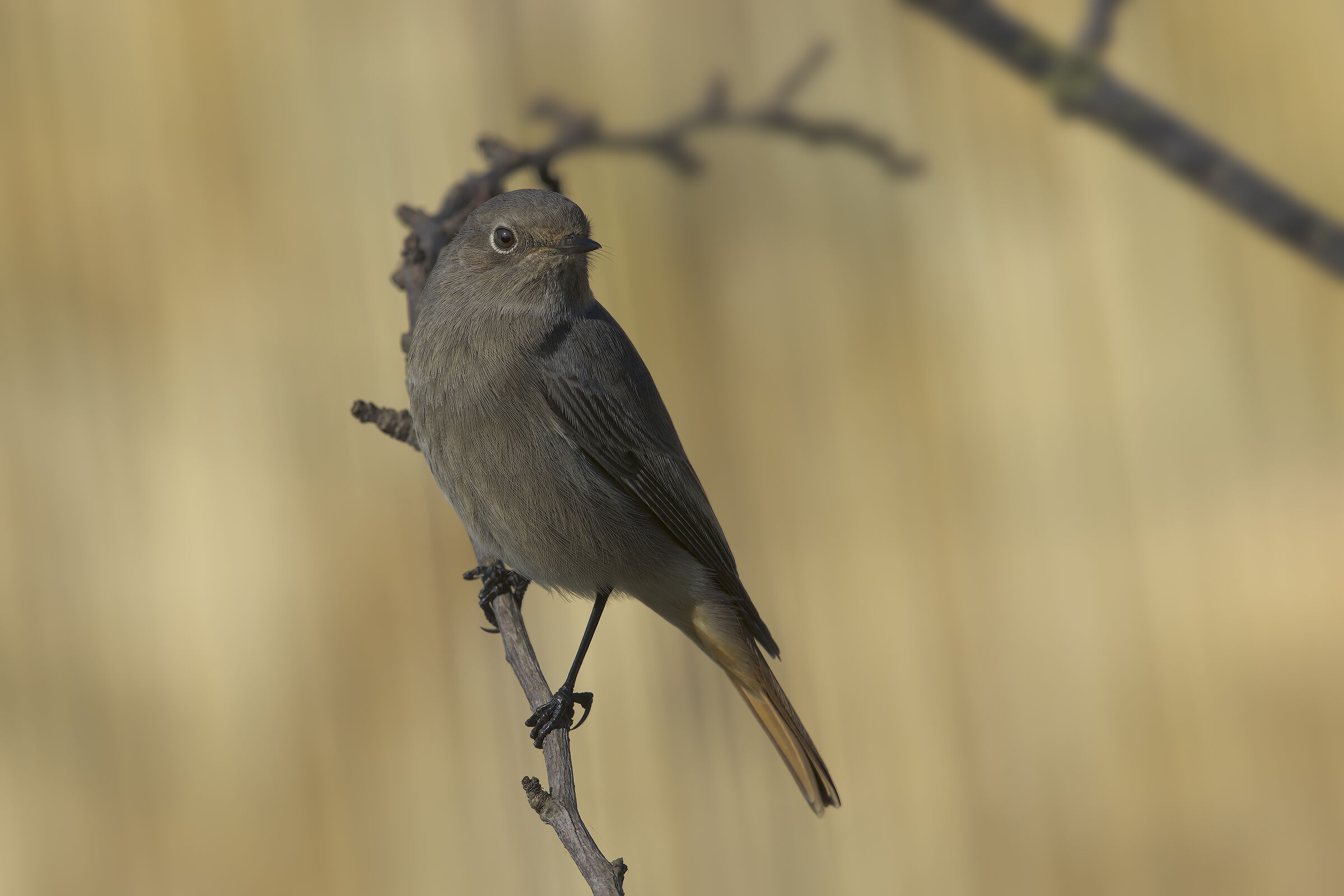 codirosso spazzacamino in giardino