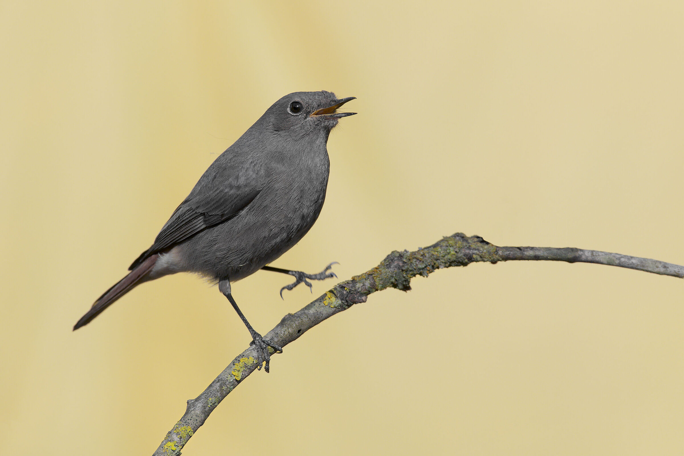 codirosso spazzacamino in giardino2