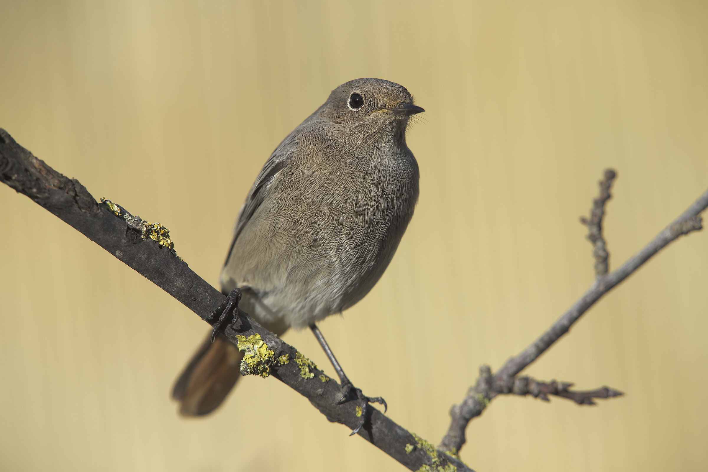 redstart chimney sweep in the garden3