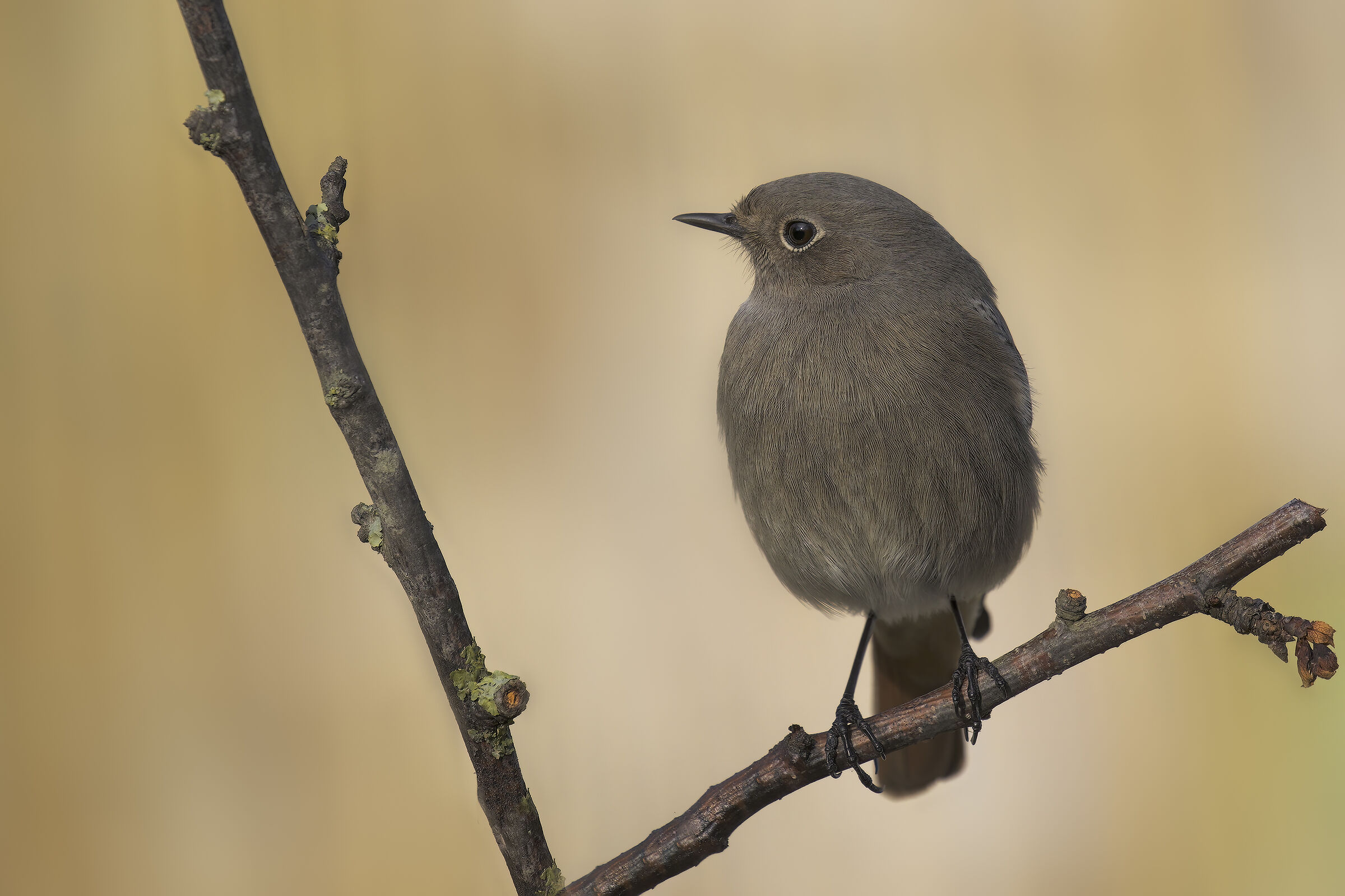 codirosso spazzacamino in giardino4