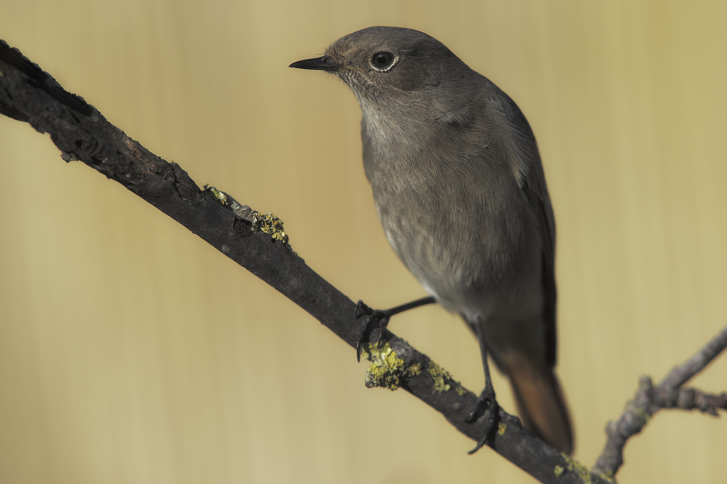 codirosso spazzacamino in giardino5