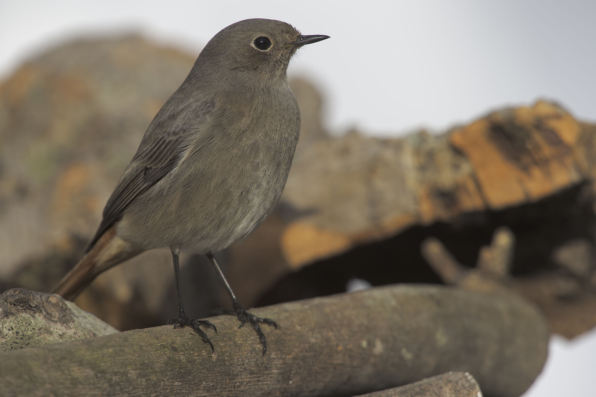 codirosso spazzacamino in giardino6