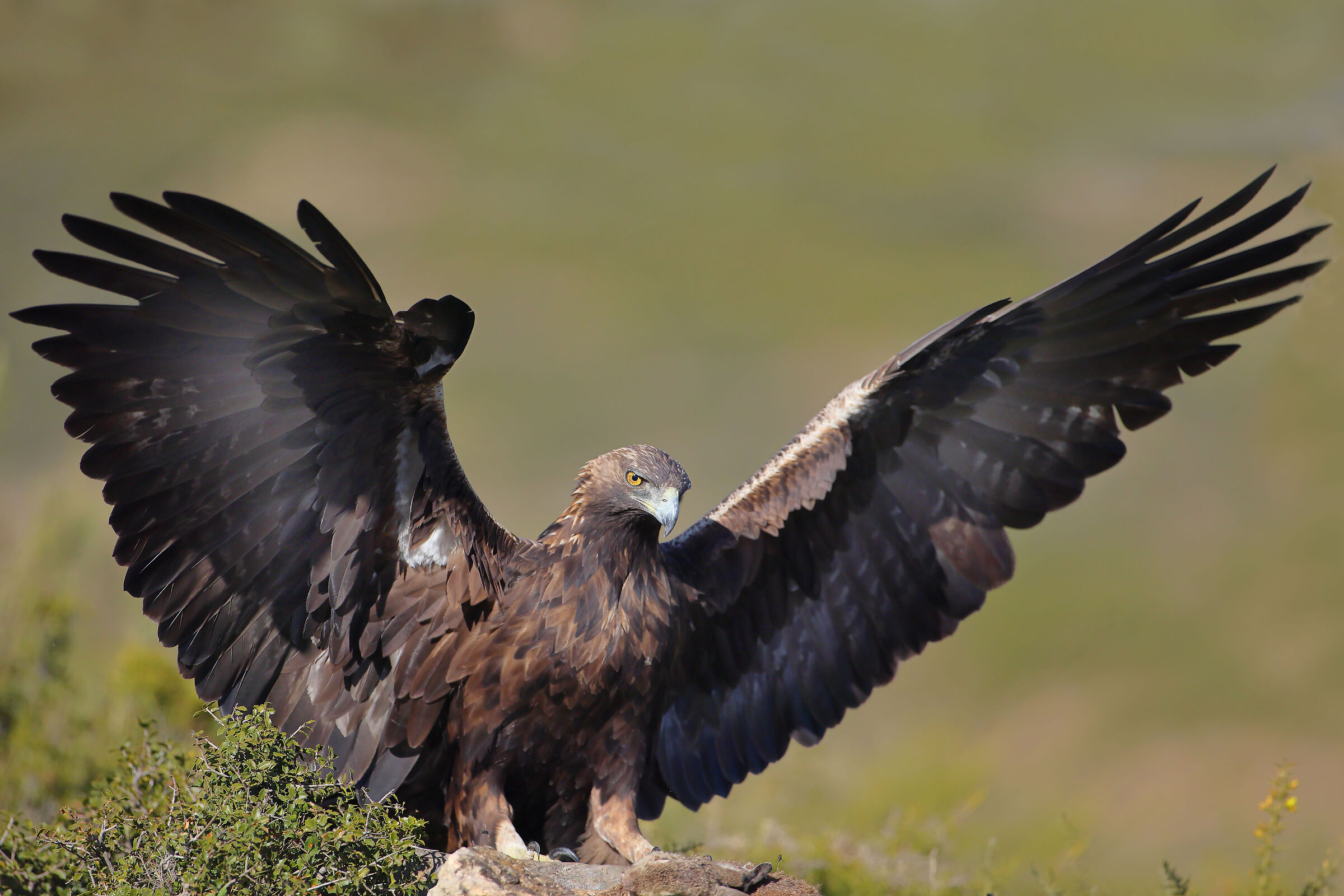 Golden Eagle female