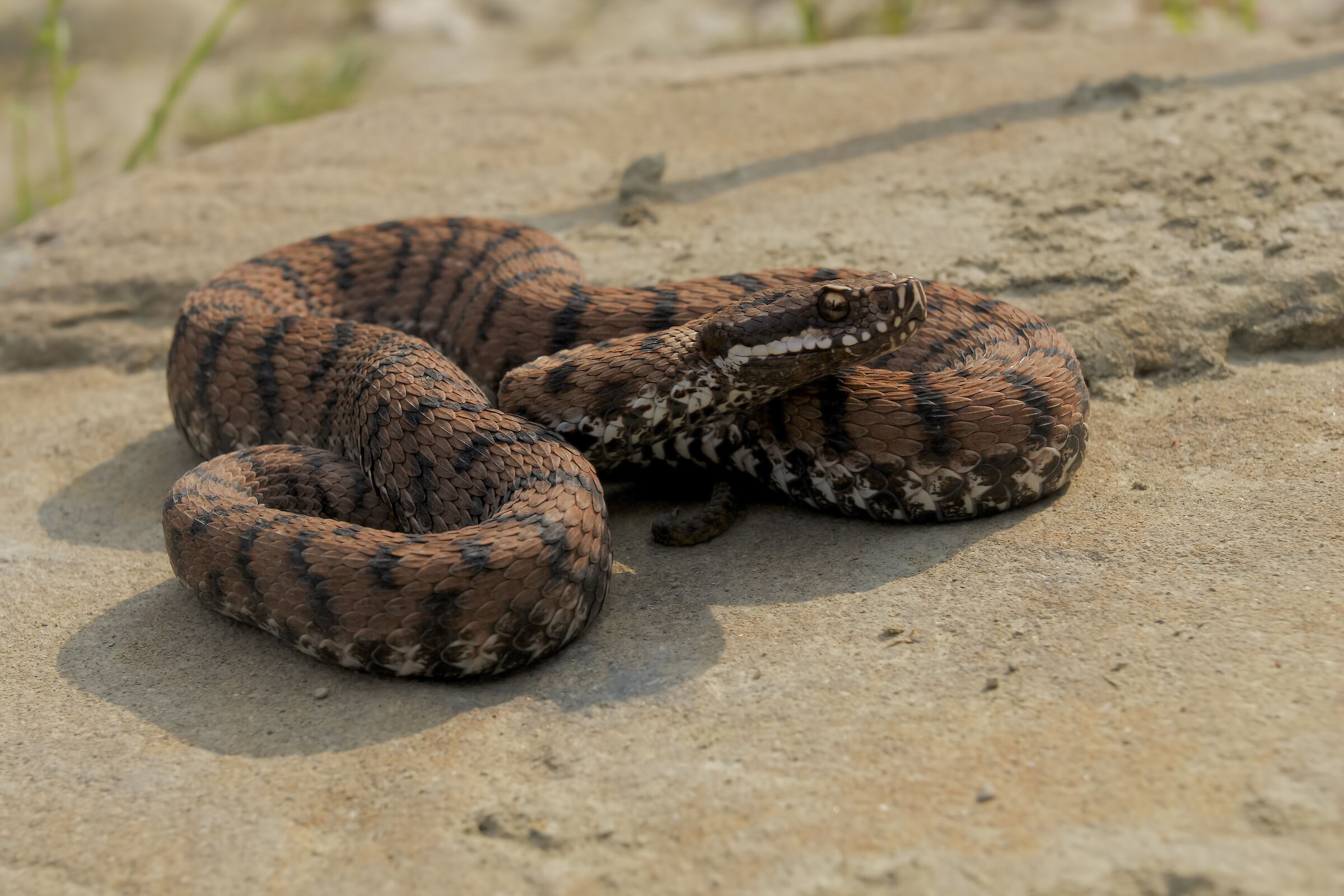 Viper