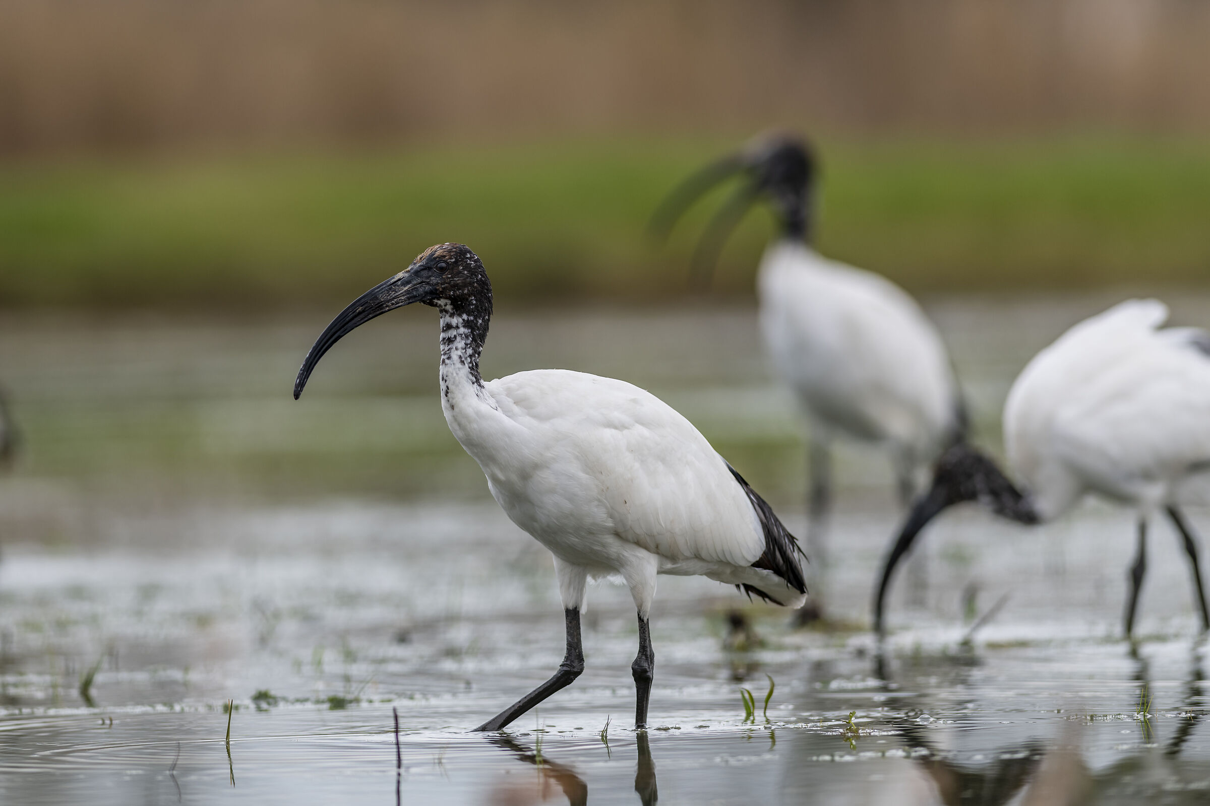 Ibis Sacro