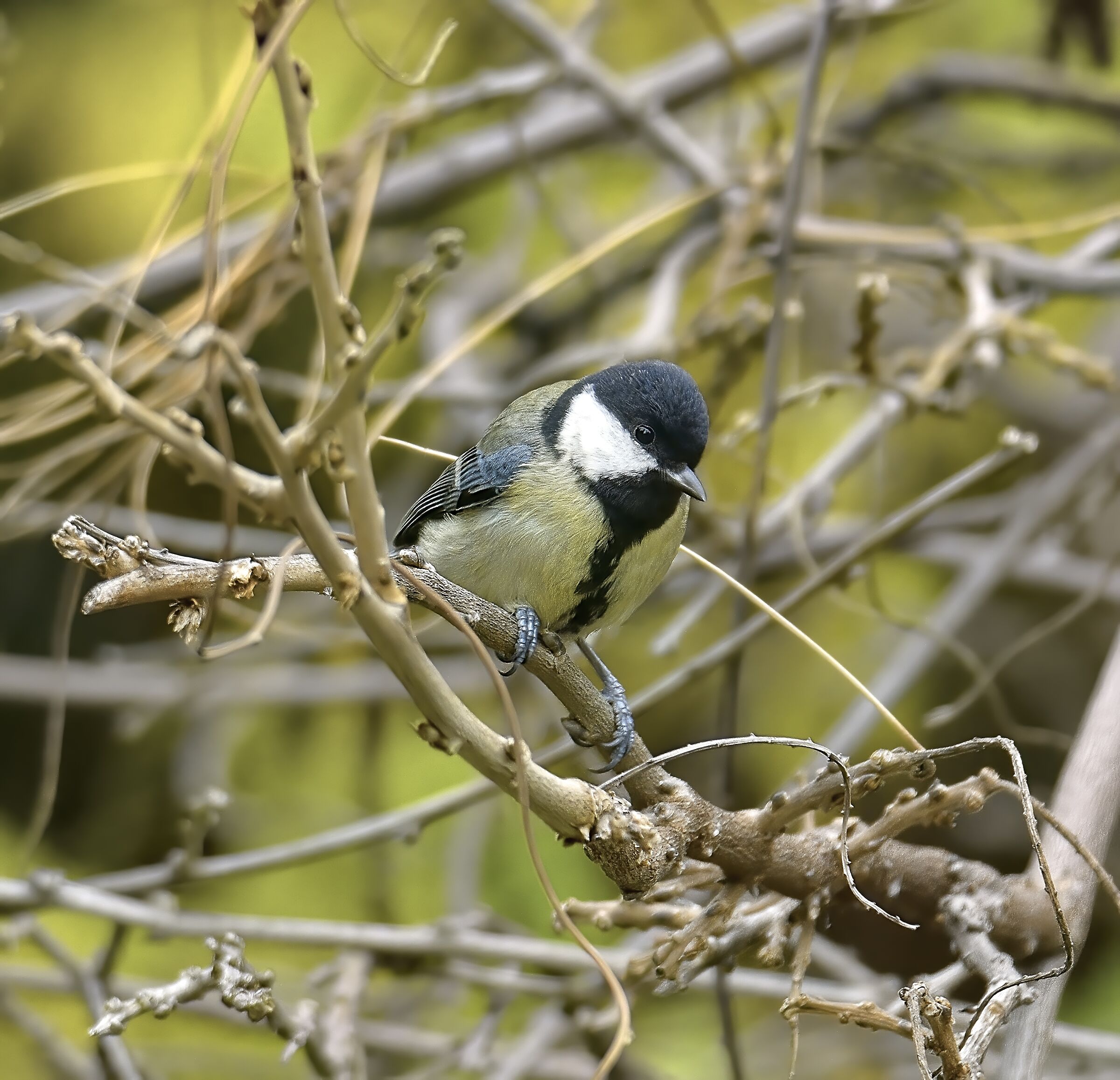 on Wisteria