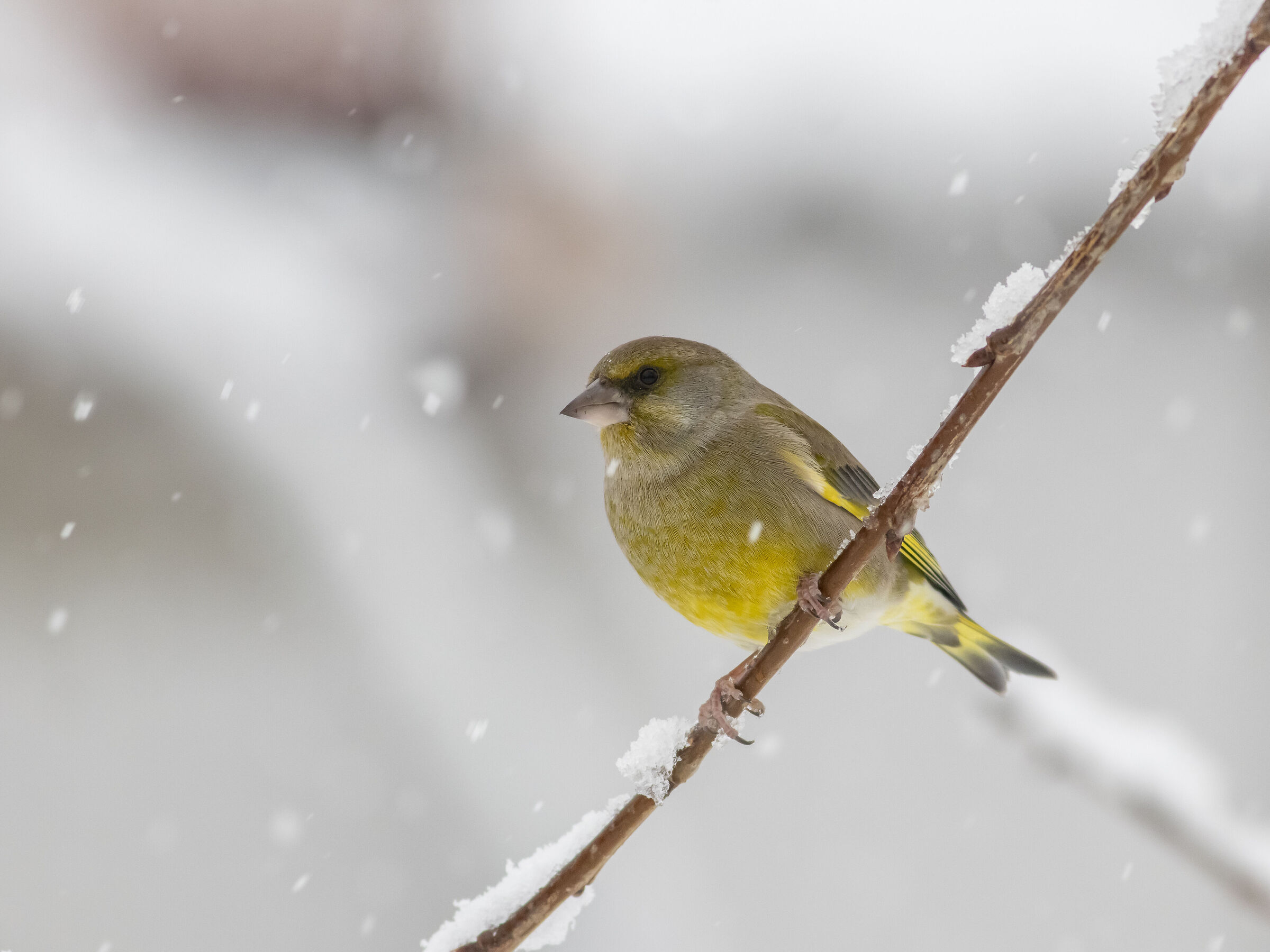 Snow arrives and greenfinches arrive