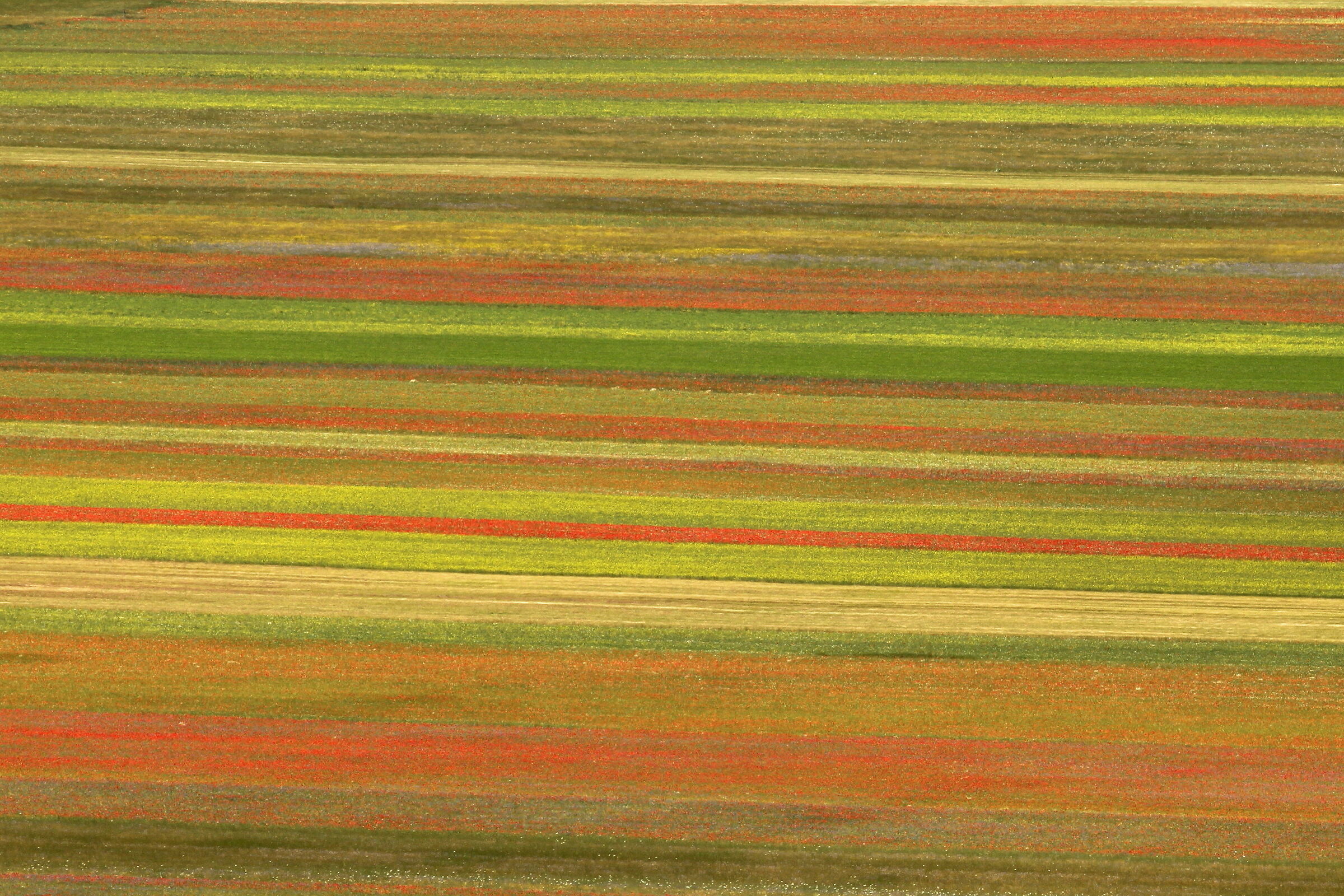 castelluccio blooms
