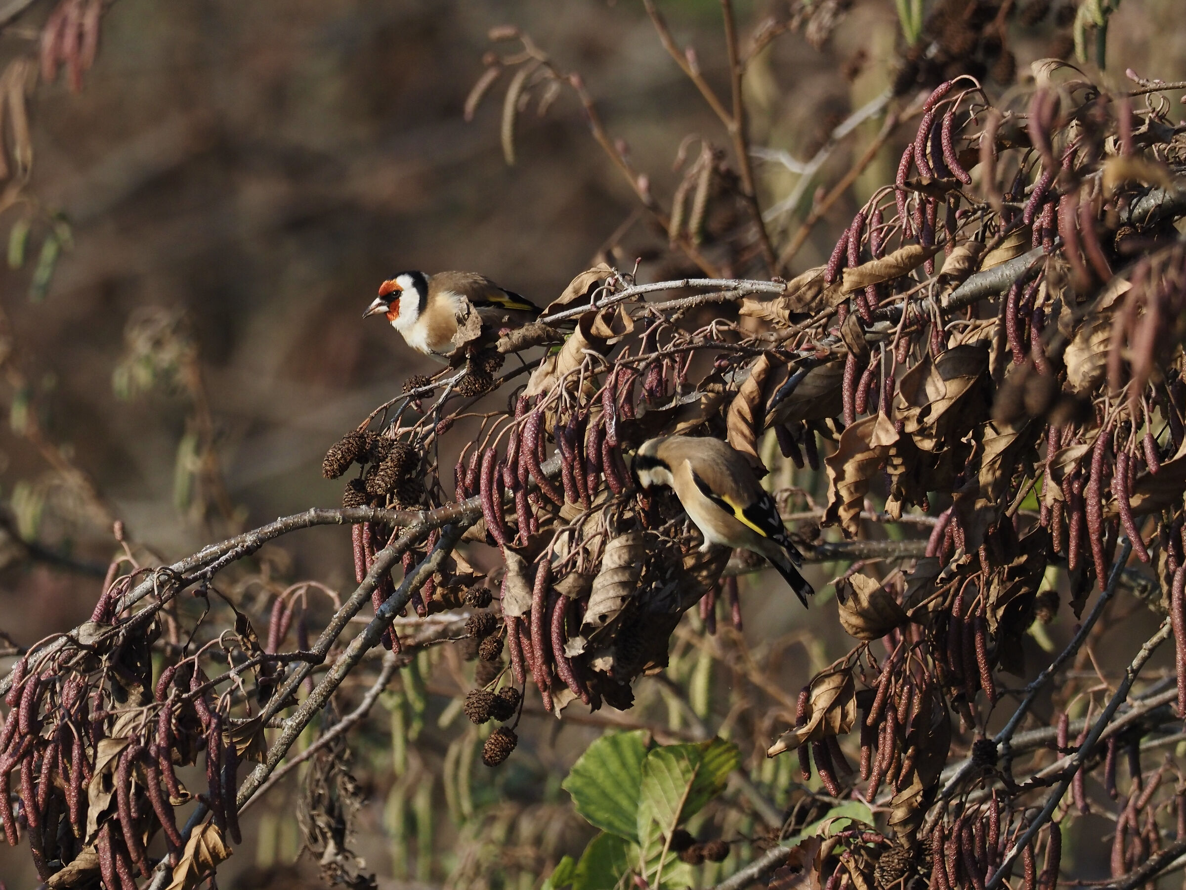 Pair of Goldfinches