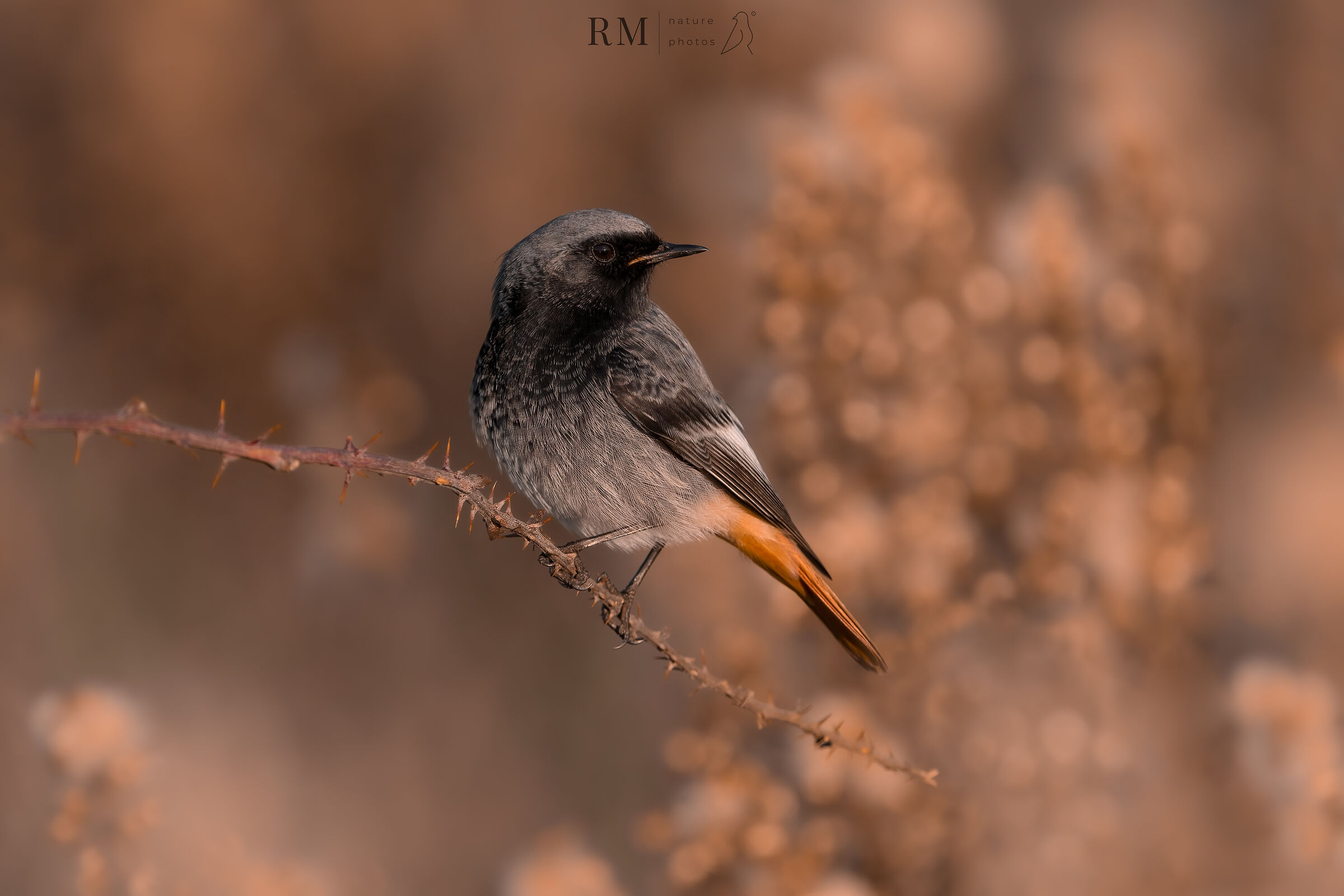 Black redstart