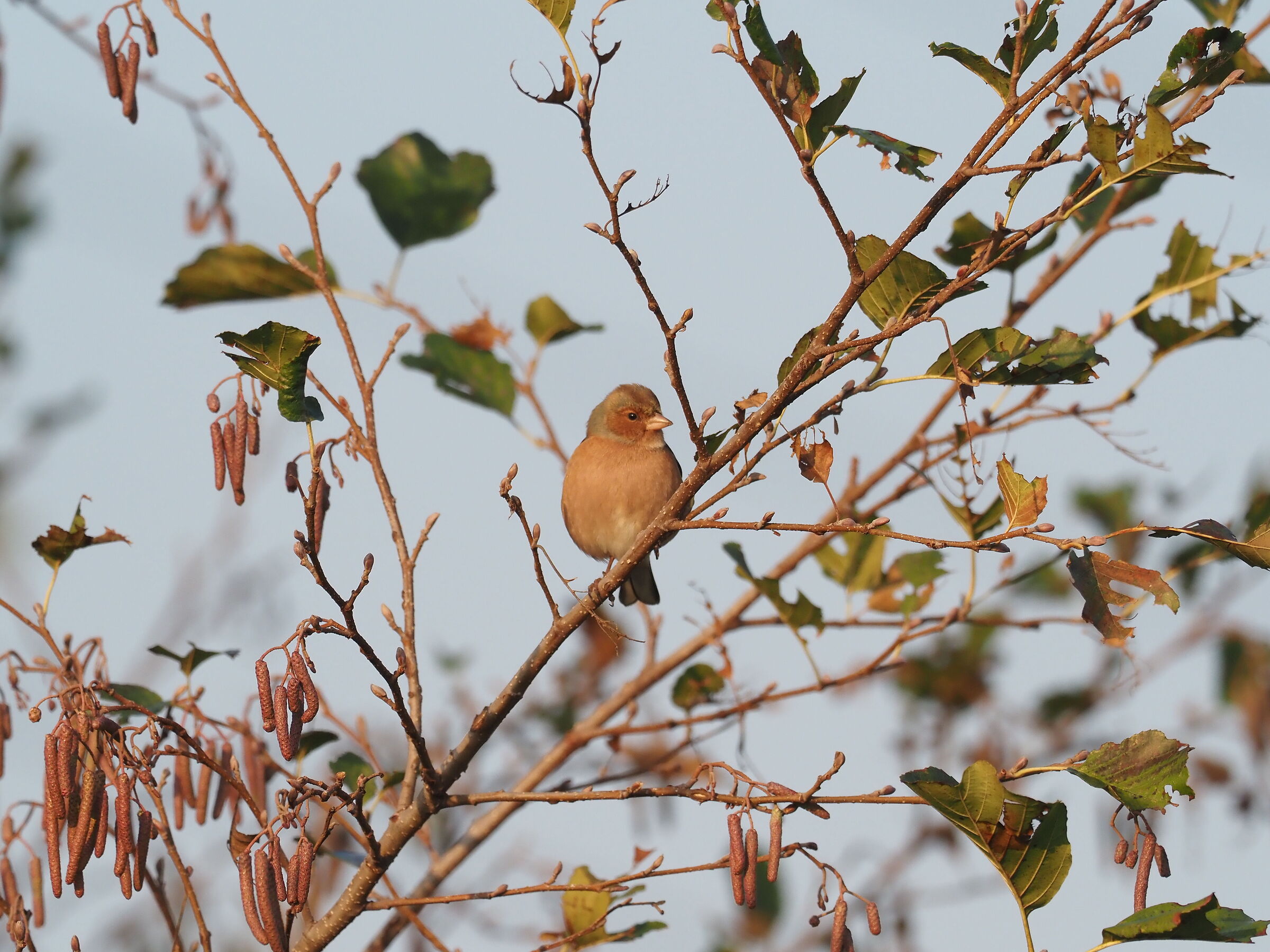 Chaffinch