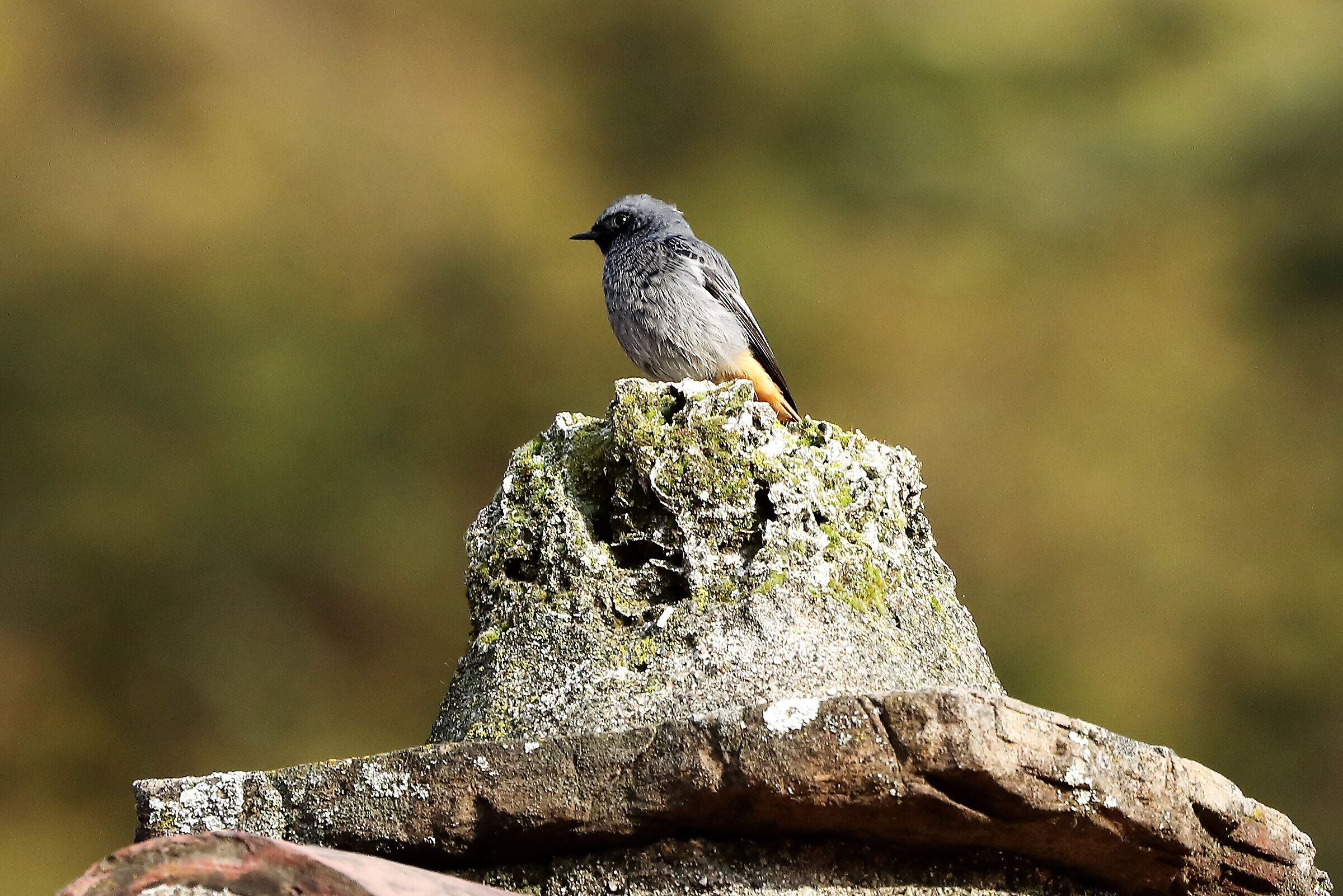 Redstart