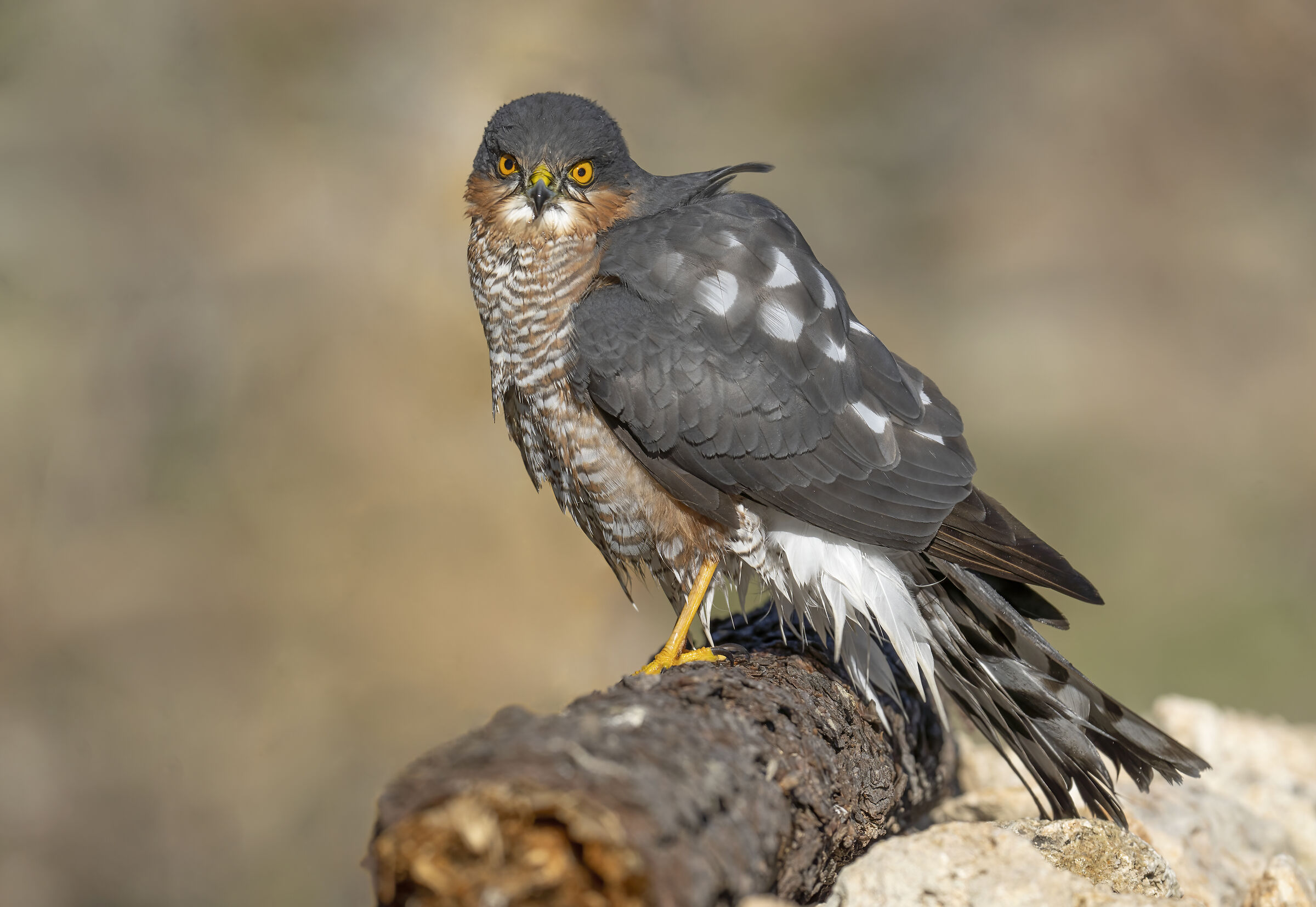 Sparviere dopo il bagno