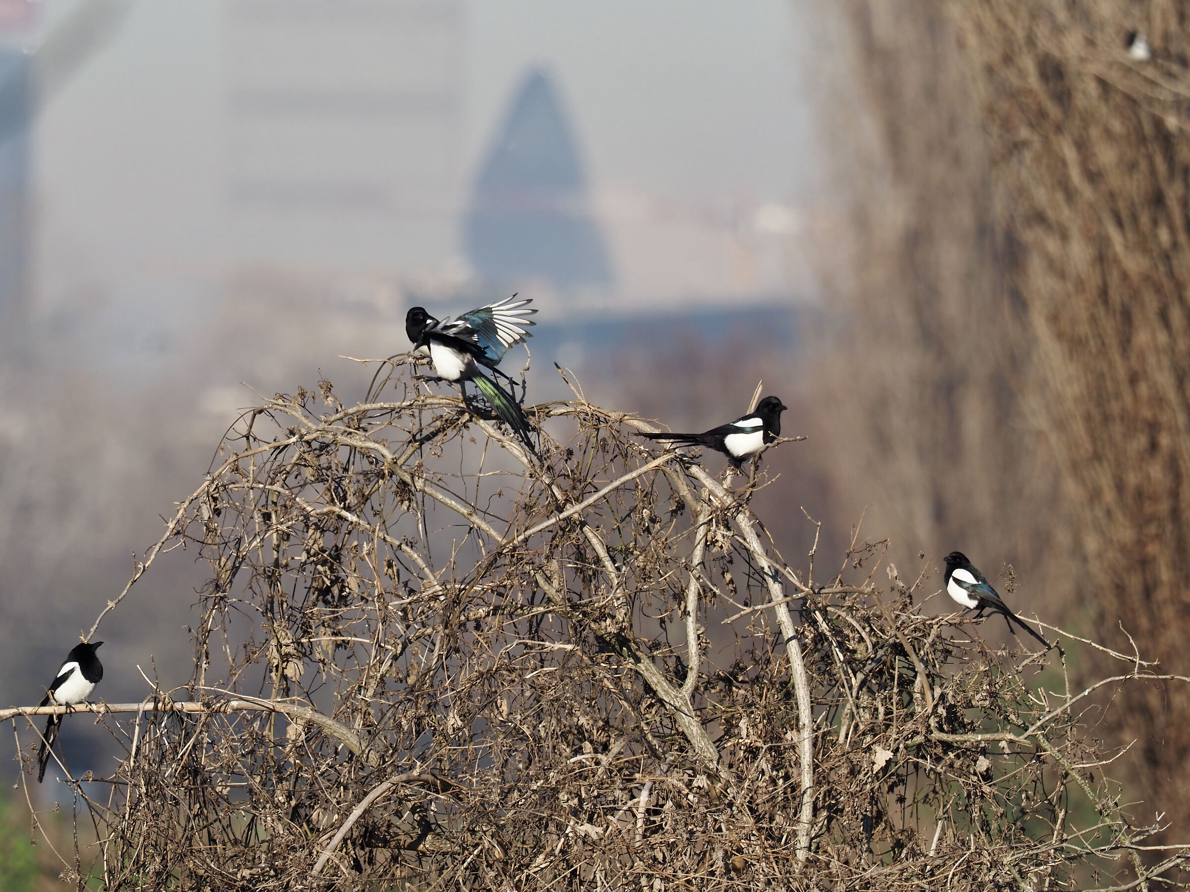 Magpies