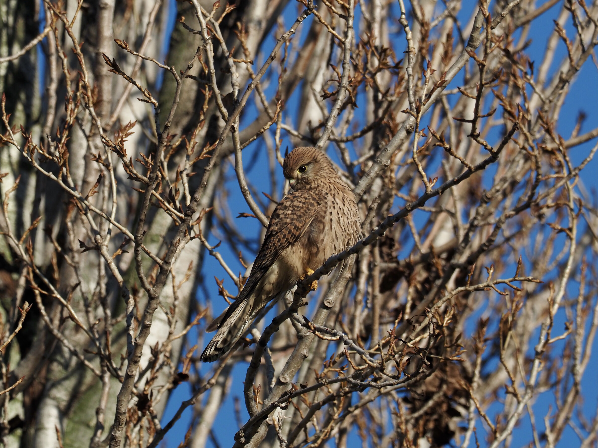 Kestrel