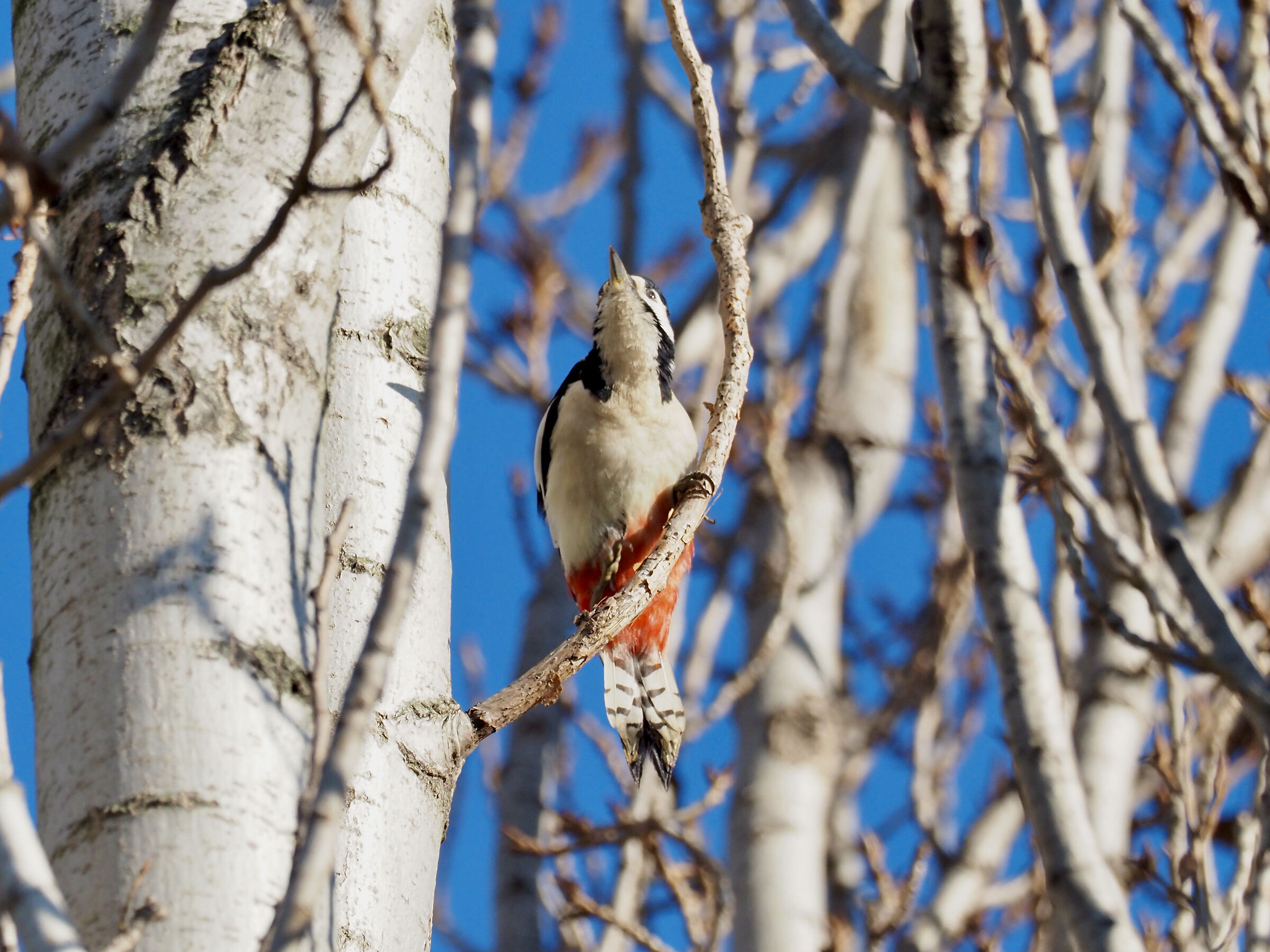 Greater red woodpecker