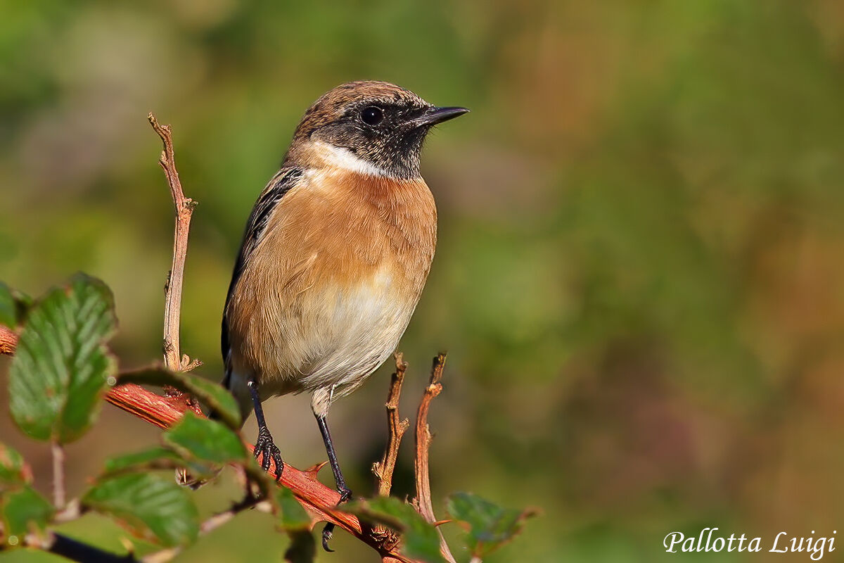 Saltimpalo (Saxicola torquata)