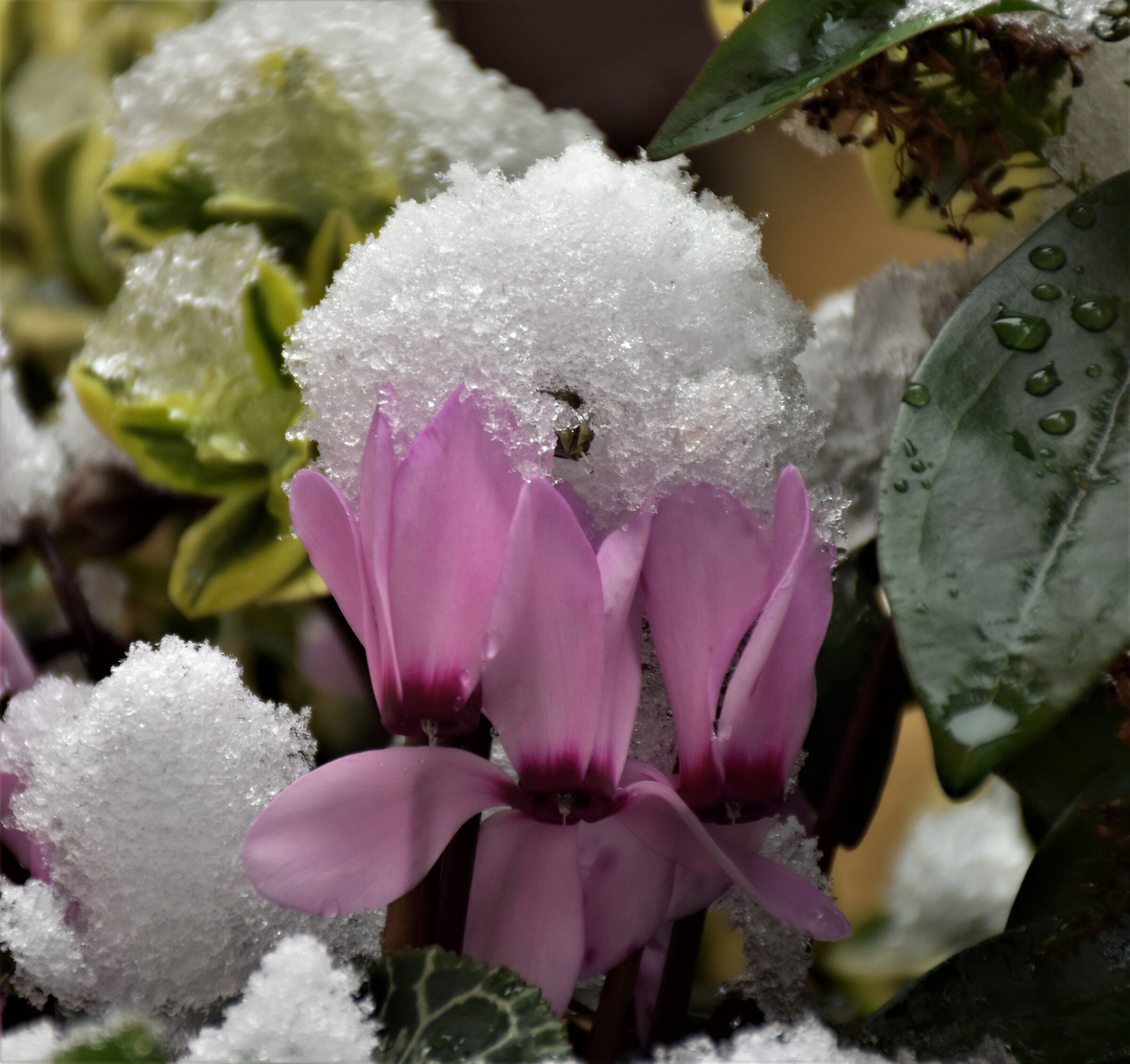 Colori sotto la neve