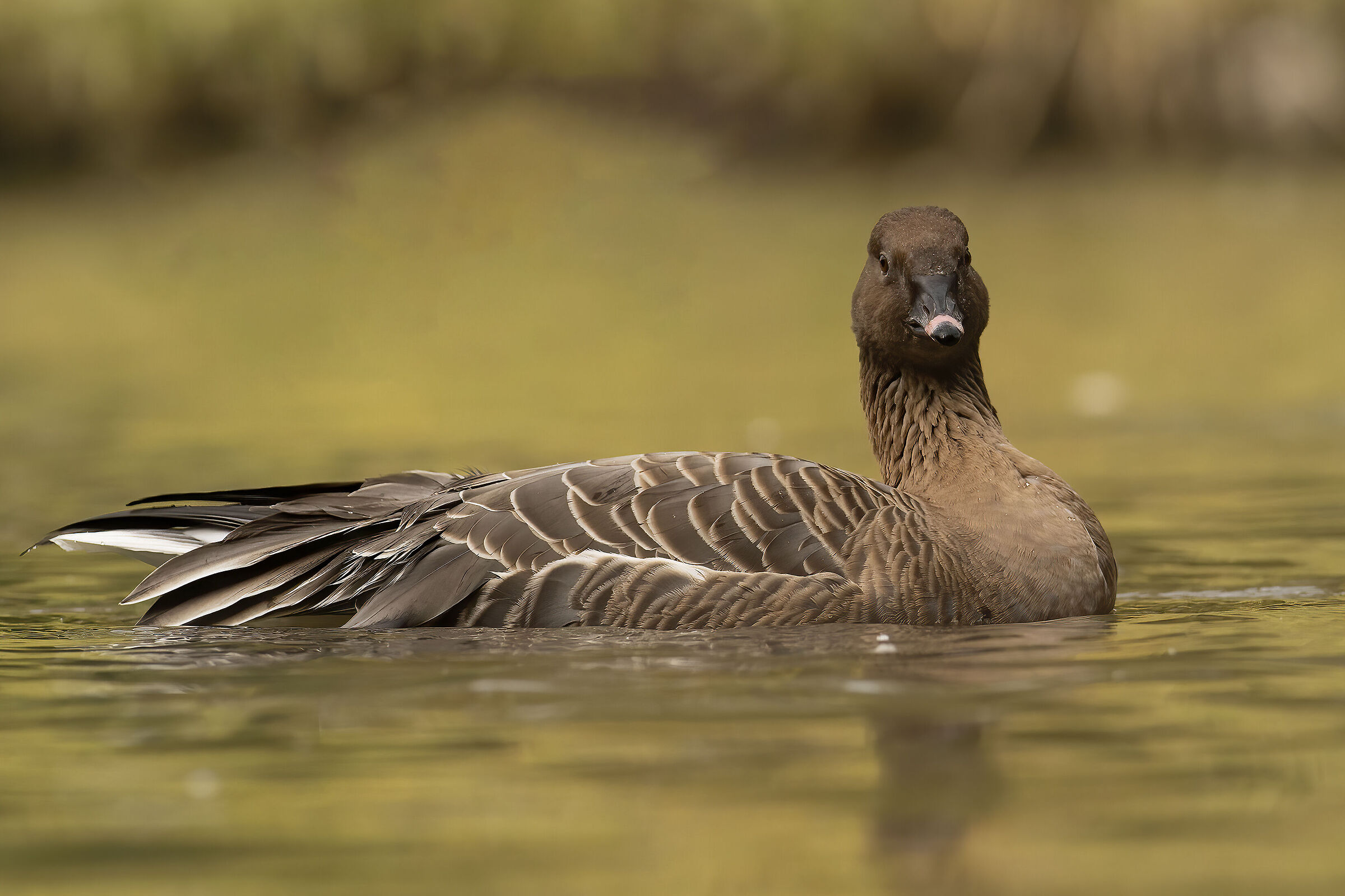 lombard goose minor (young)