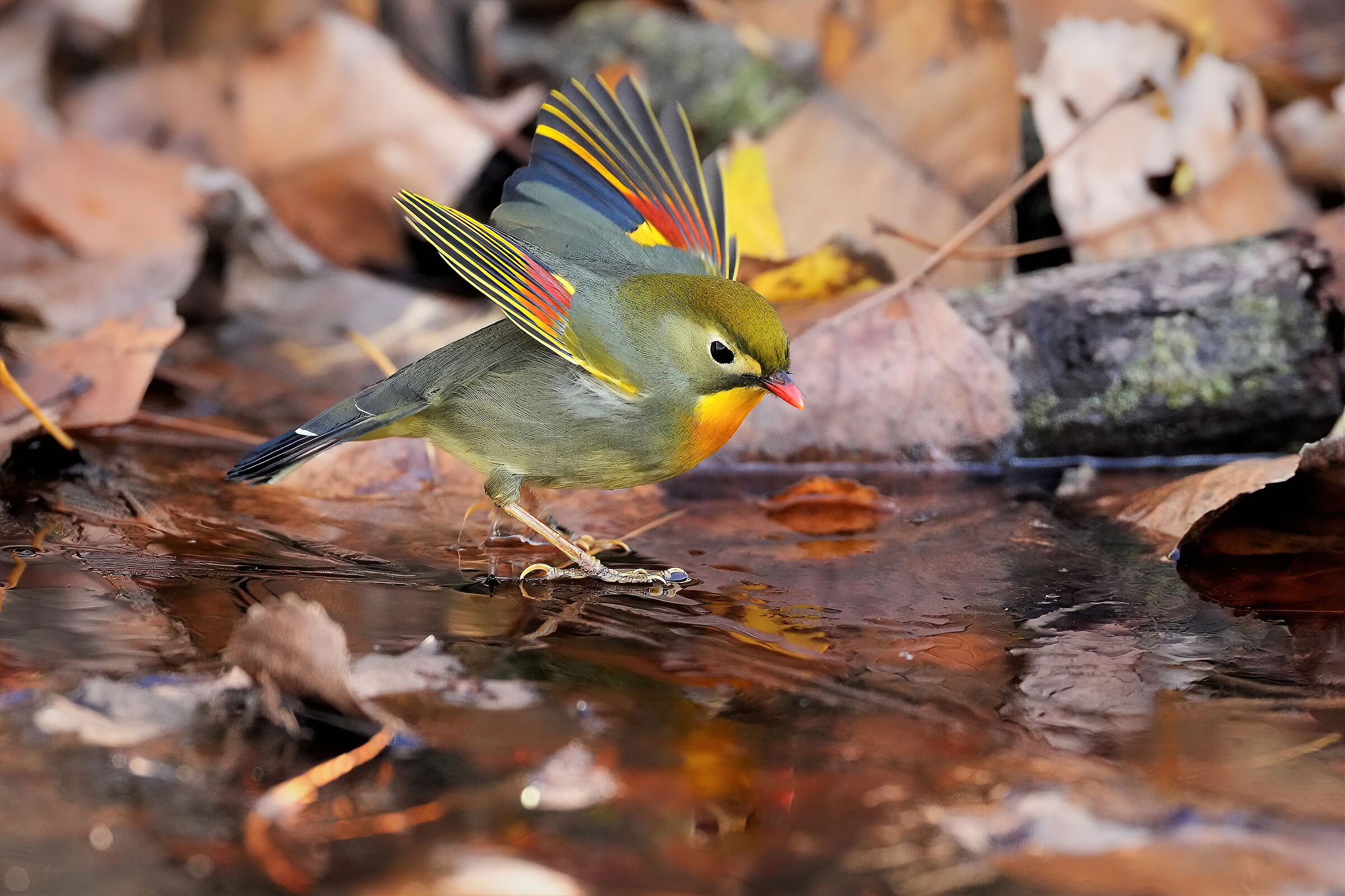 usignolo del Giappone