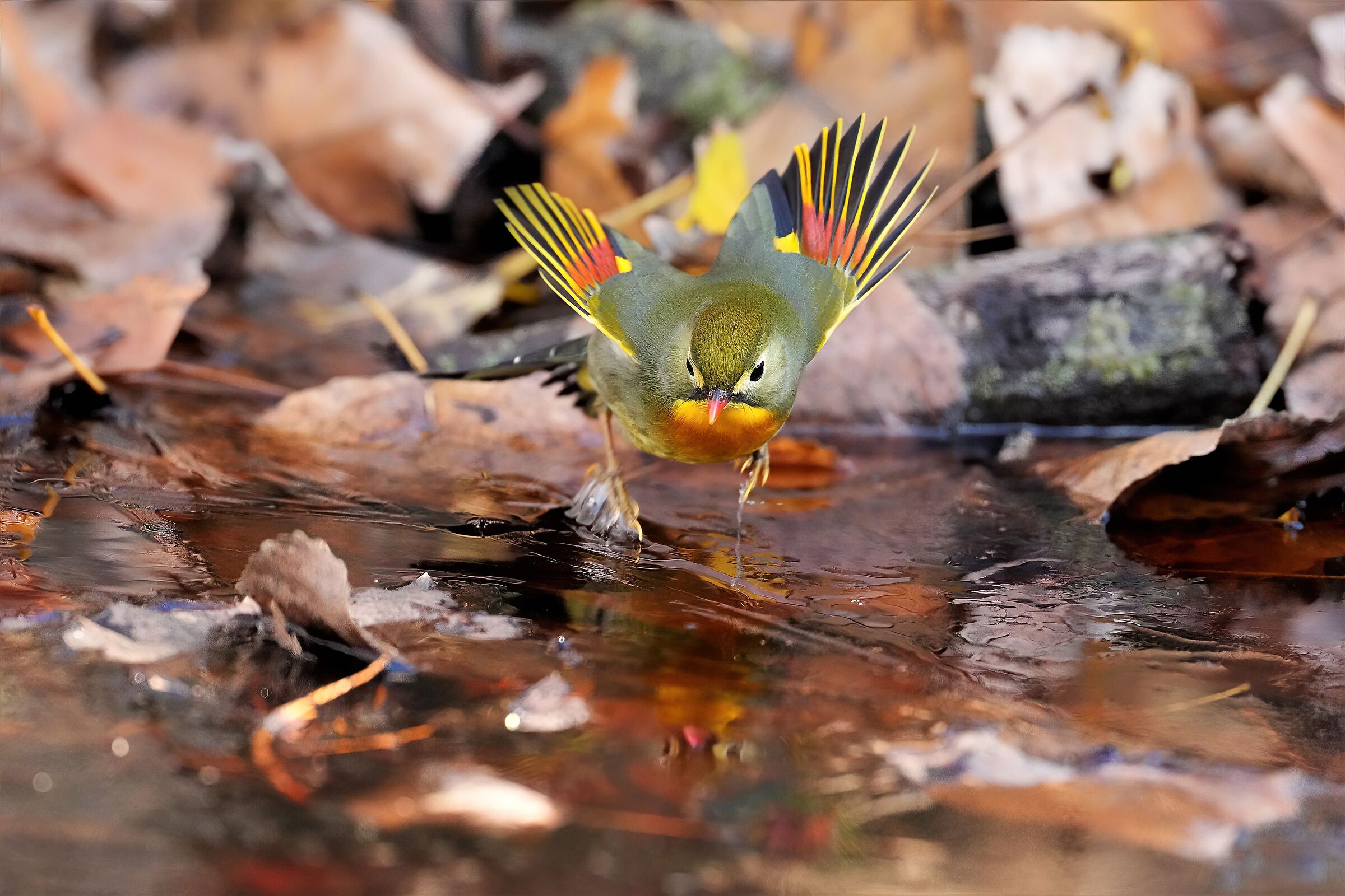 usignolo del Giappone