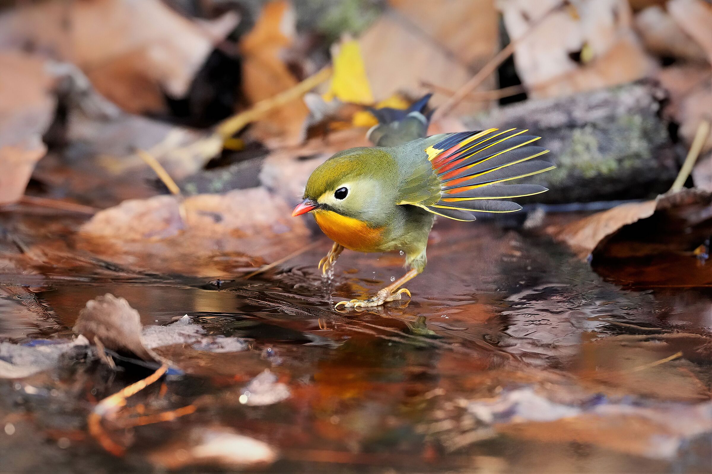 usignolo del giappone