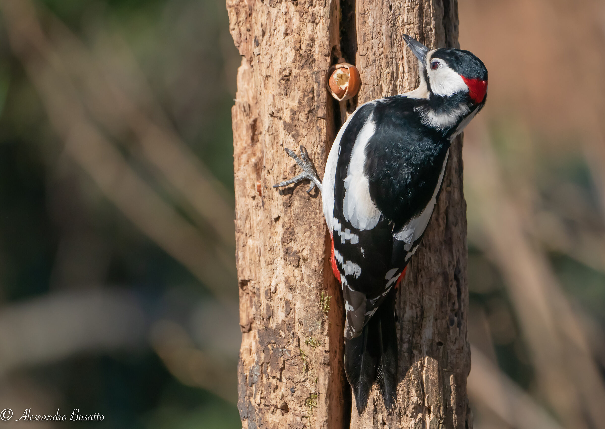 Picchio rosso maggiore