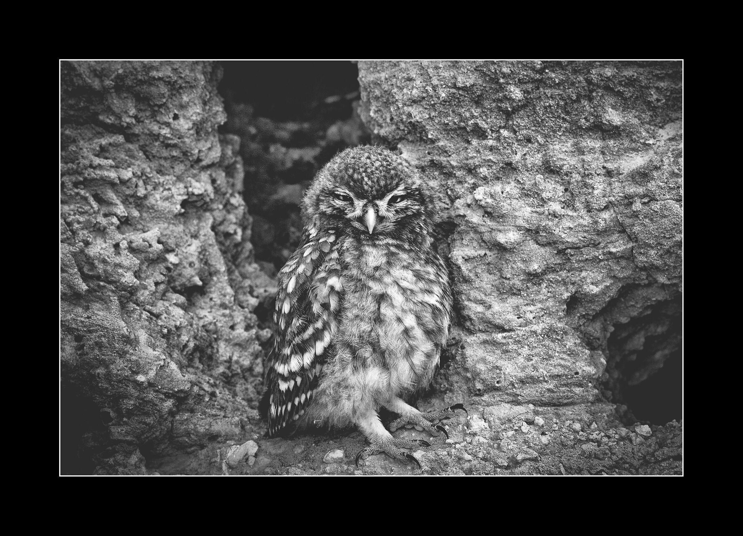 Young owl