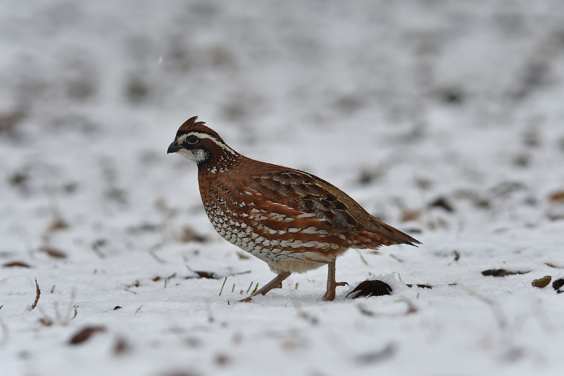 Colino della virginia.. in the snow