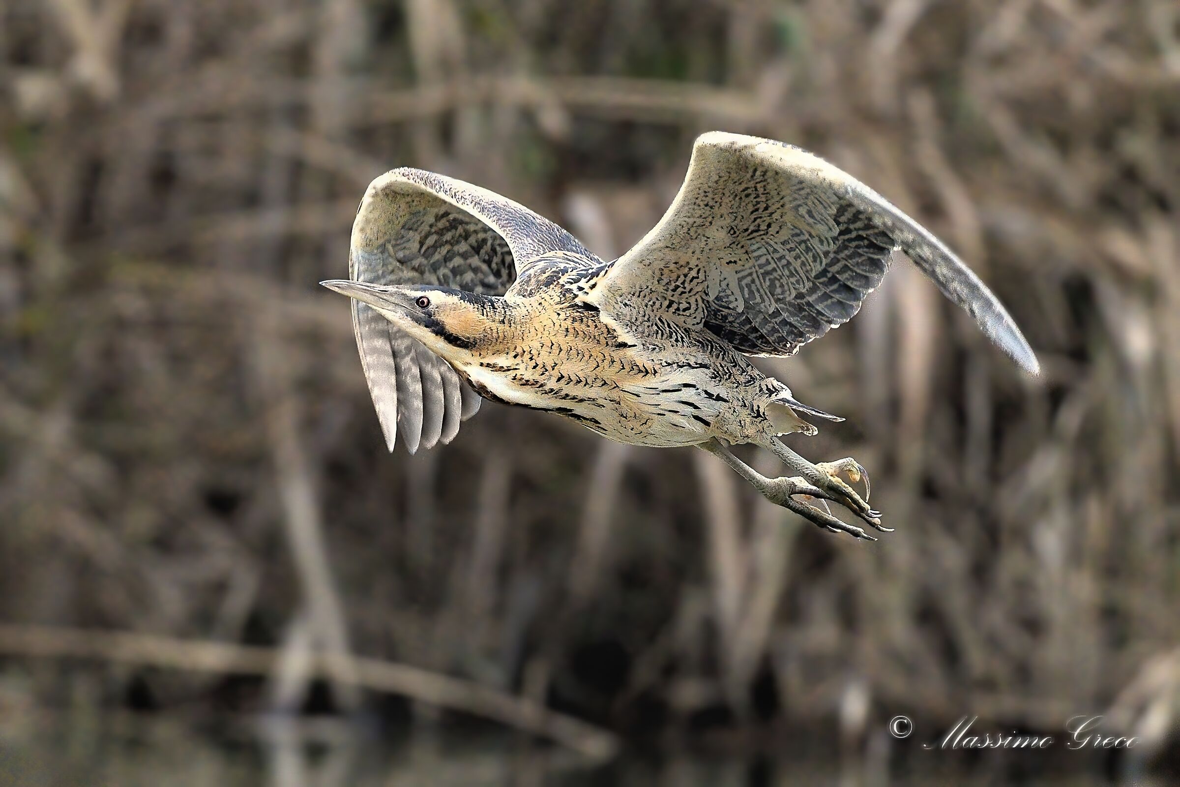 Bittern (Botaurus stellaris)