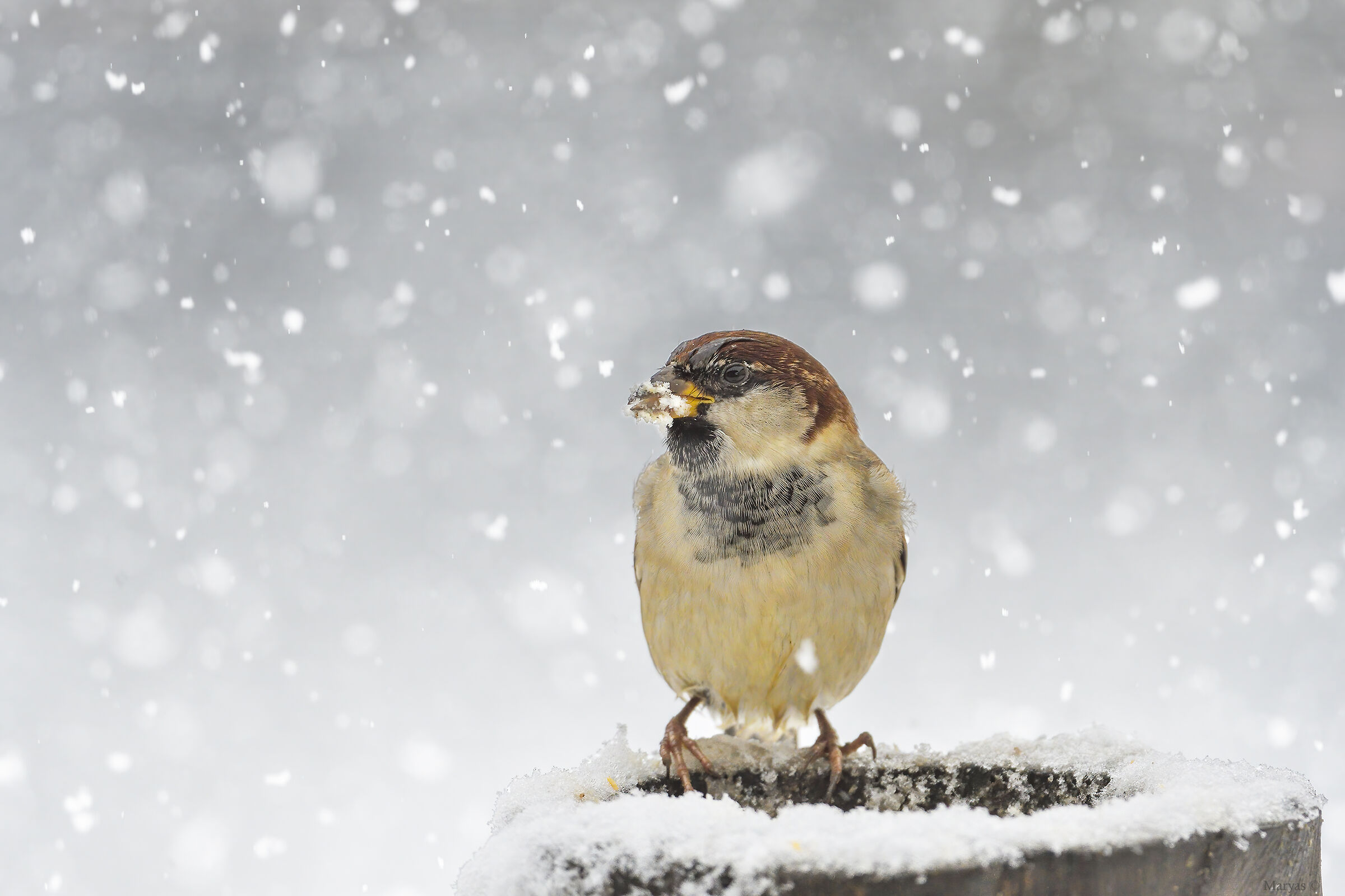 Sotto ai primi fiocchi