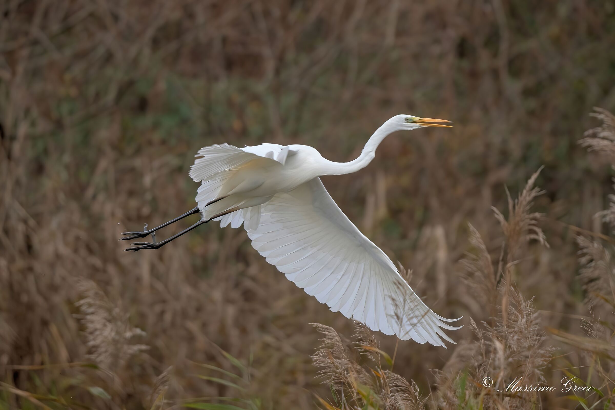 Airone bianco maggiore (Casmerodius albus)