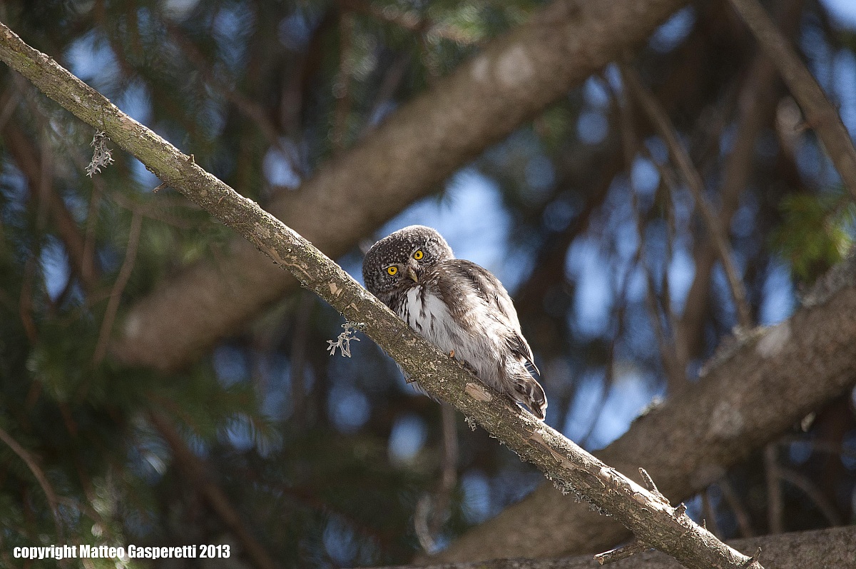 Una storia incredibile - Civetta Nana