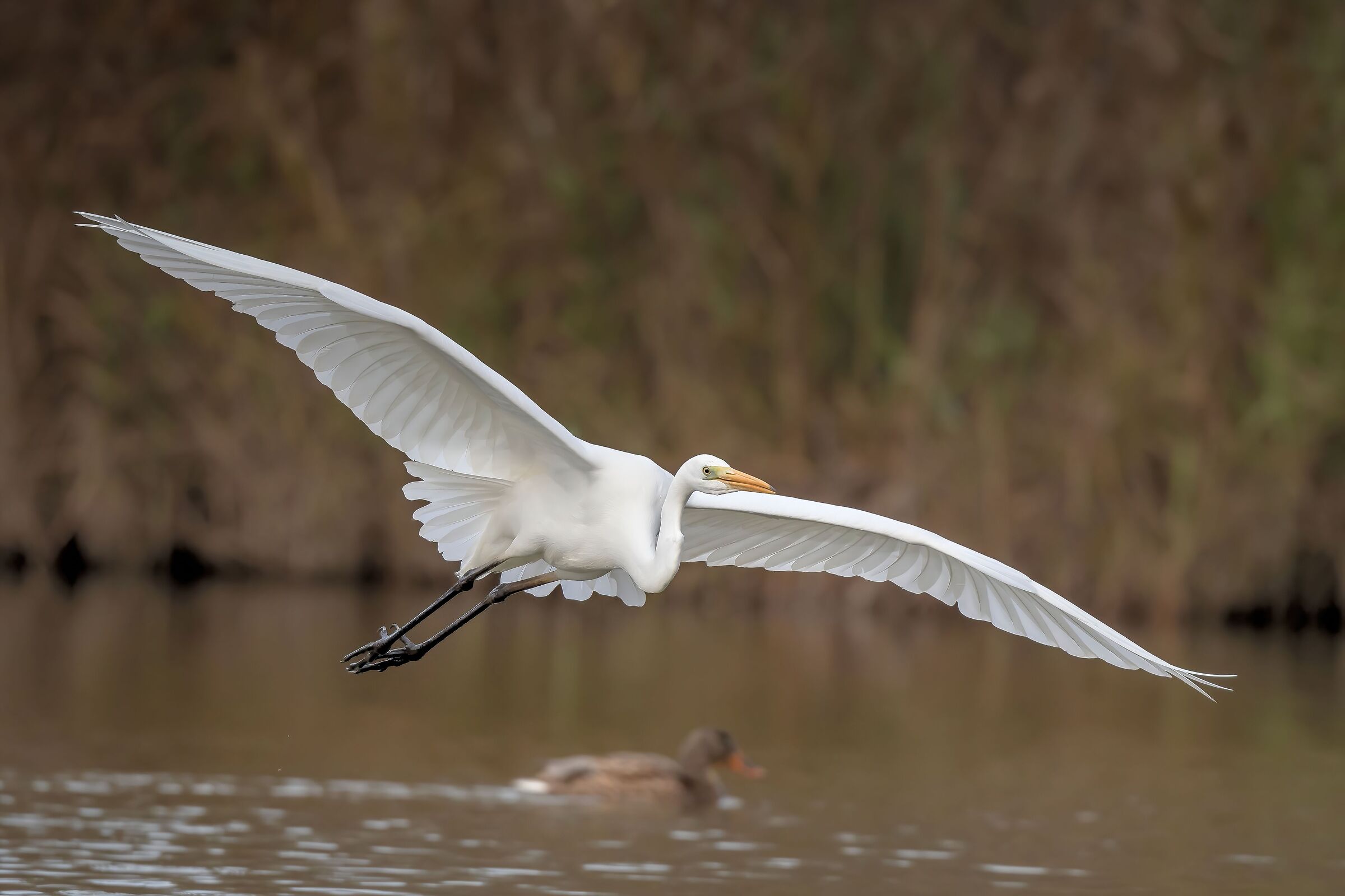 Airone bianco maggiore (Casmerodius albus)