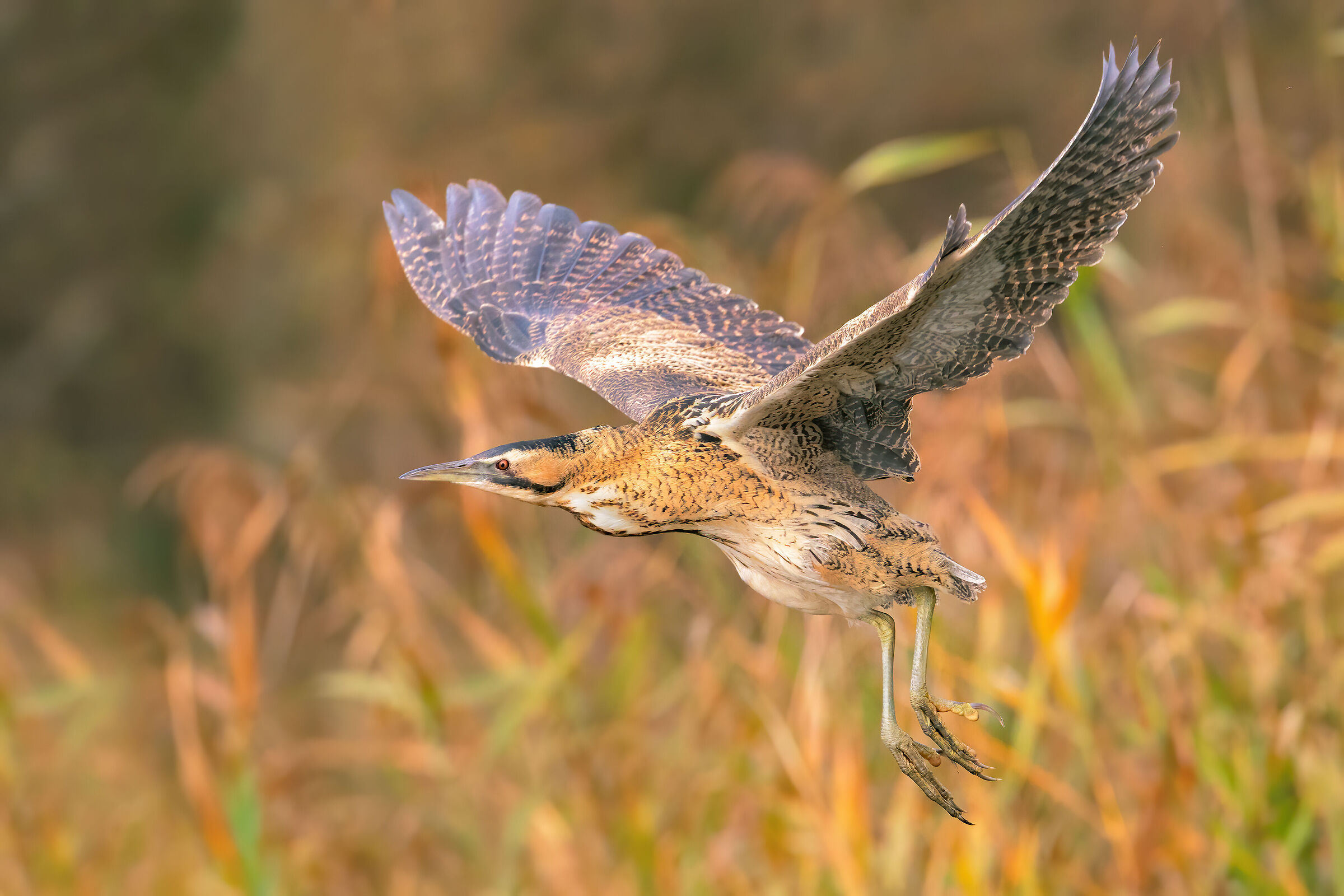 Color bittern