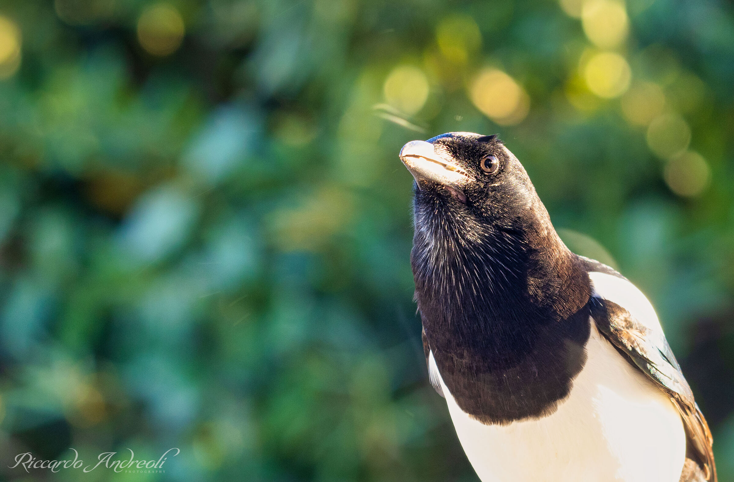 Magpie - Pica pica - European magpie